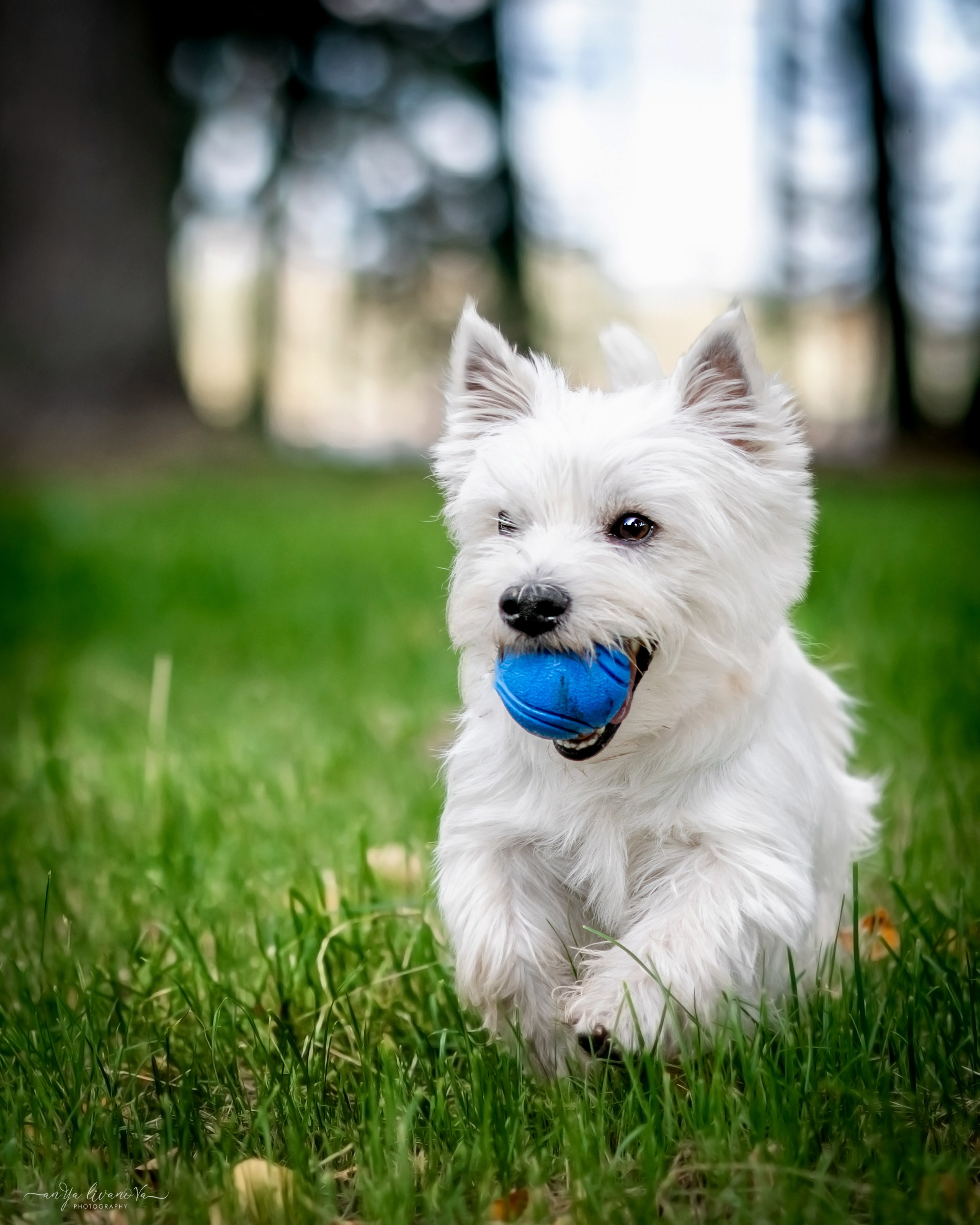 Полина — Артём и Тофу. Фотограф анималист Аня Ливанова | Рыбинск