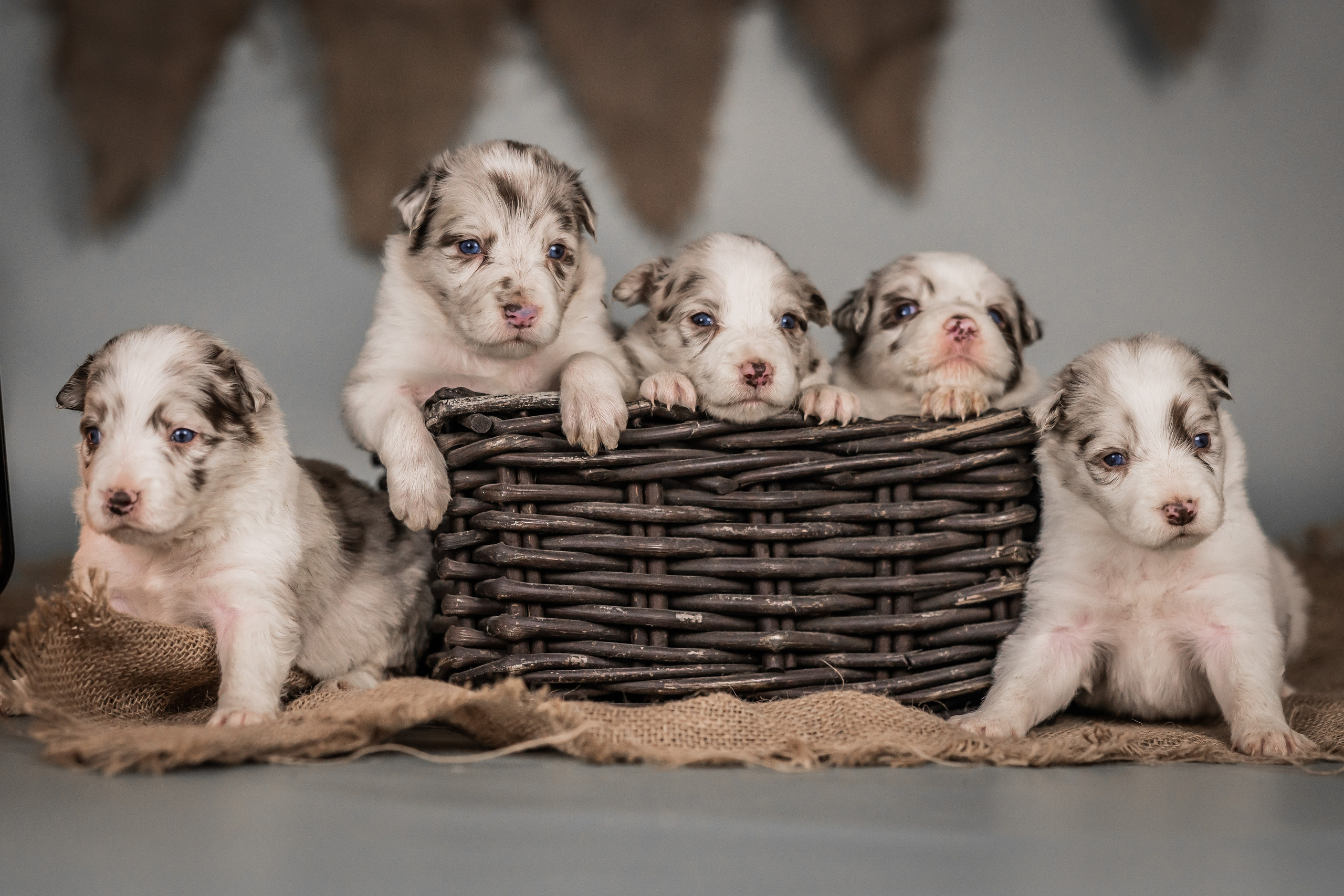 Фритсвит. Семейный фотограф Ефремова Виктория