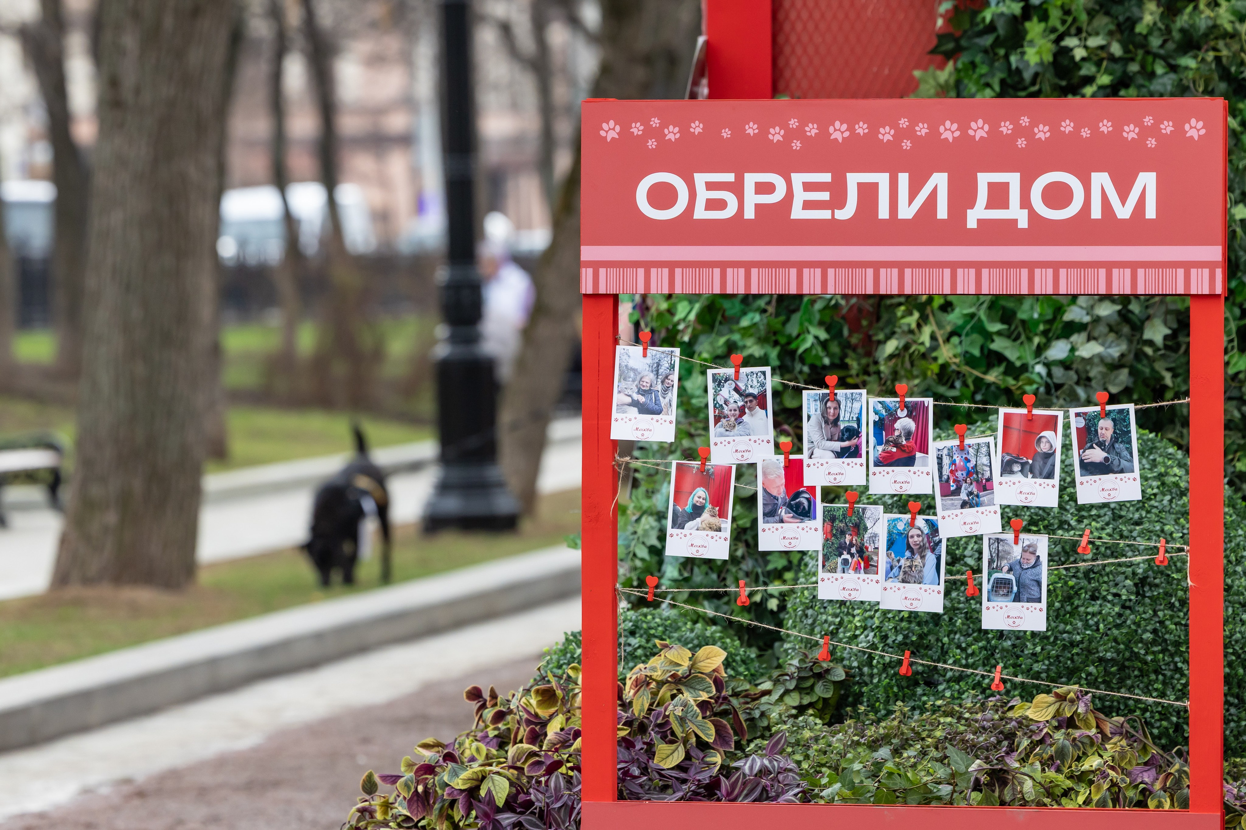 Проект «Моспитомец» на Тверском бульваре. Фотограф Владимир Охрименко