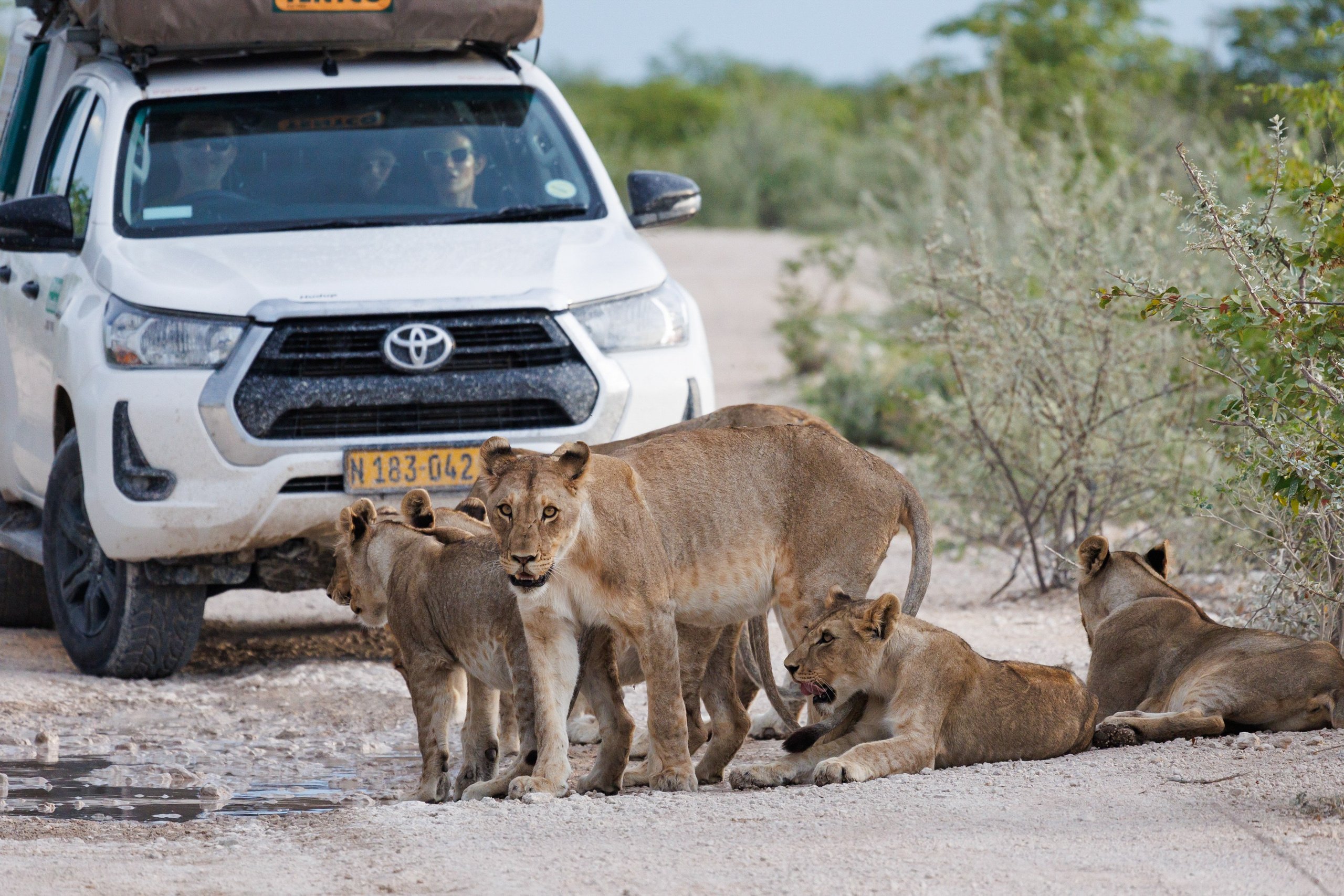 НАМИБИЯ. Роадтрип