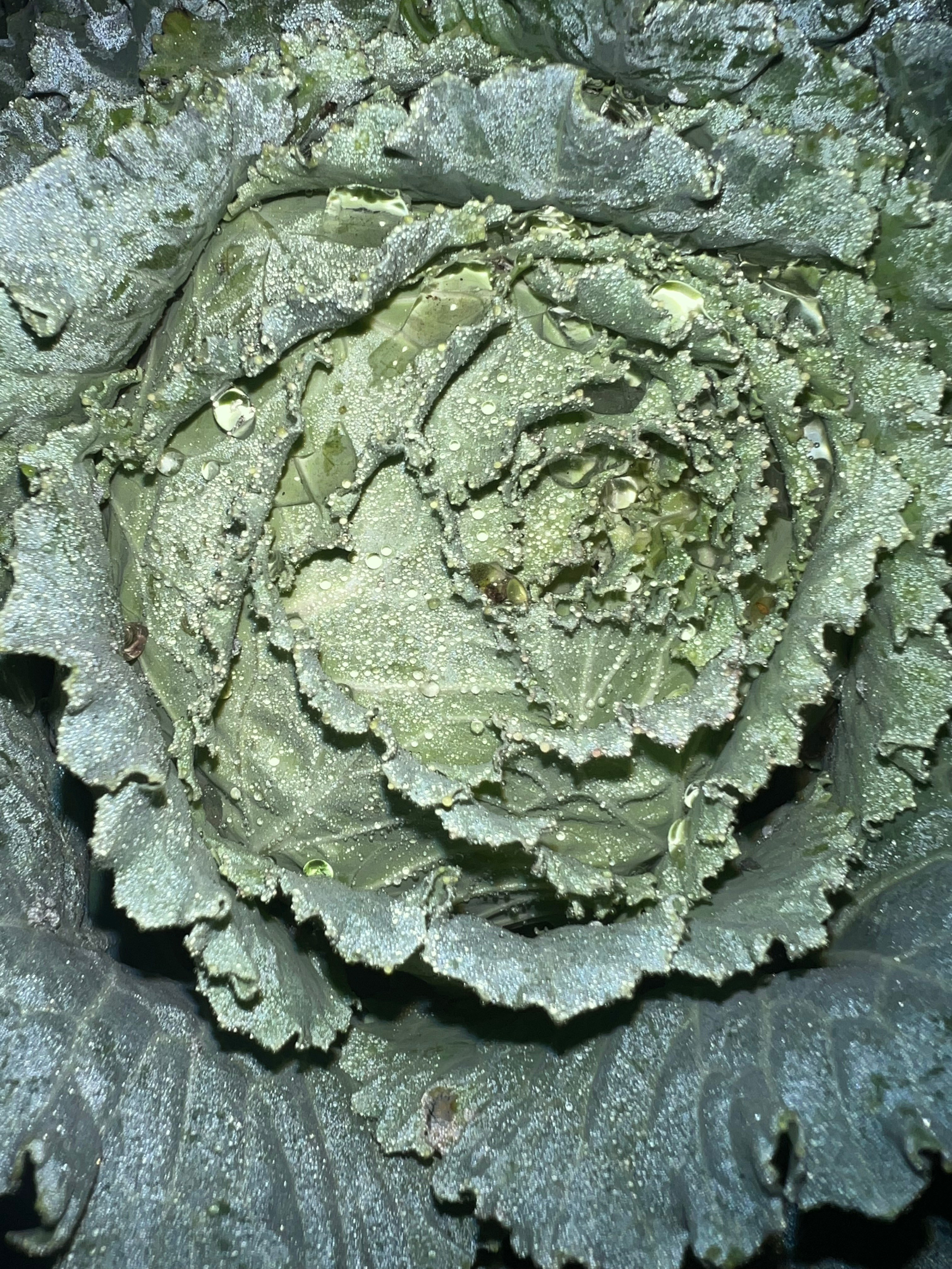 Цветы ночи. Анна Хвалина