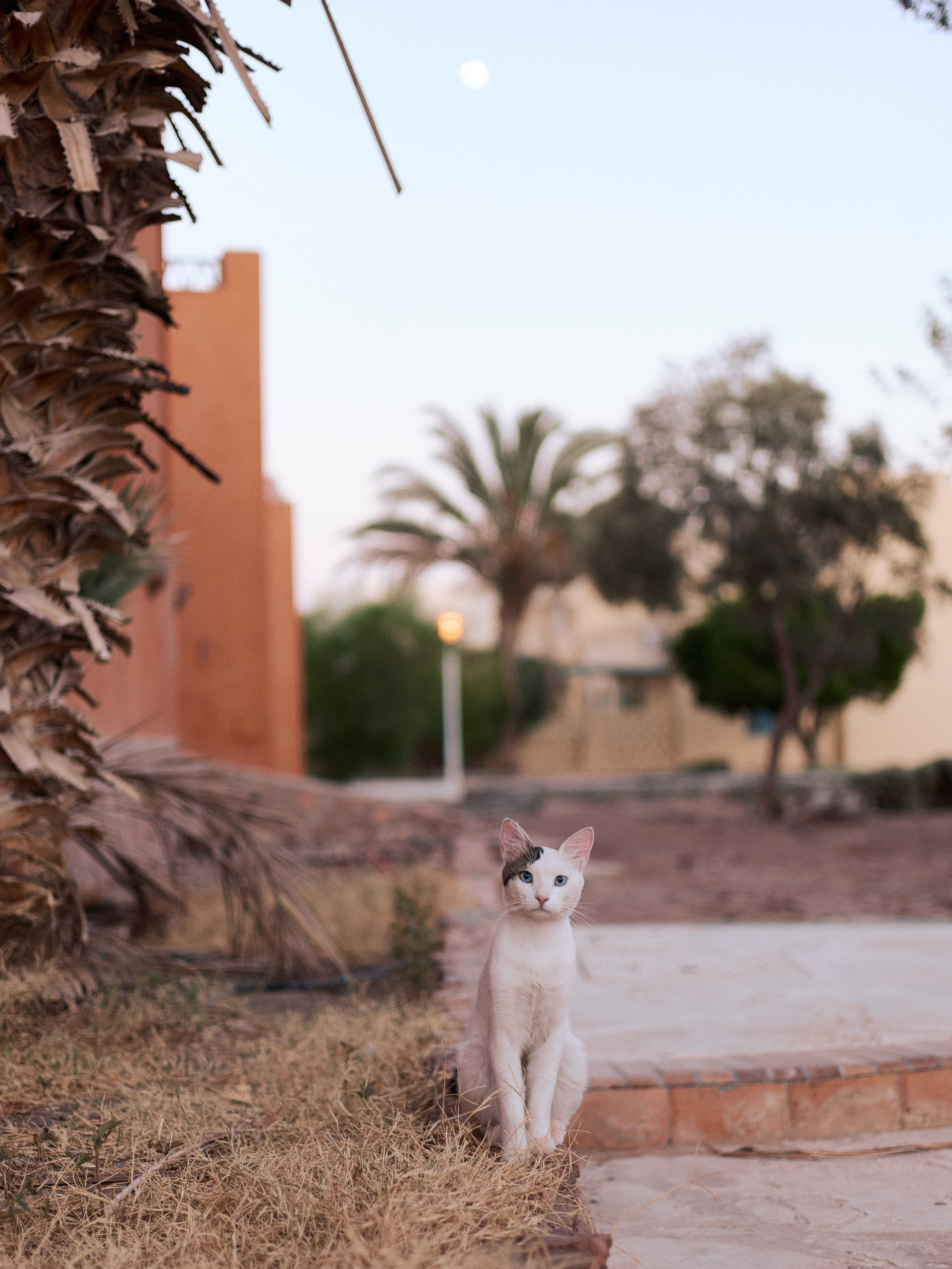 Другое 3. Jorgis Talè — photographer, kind person, teacher of arts and other mag