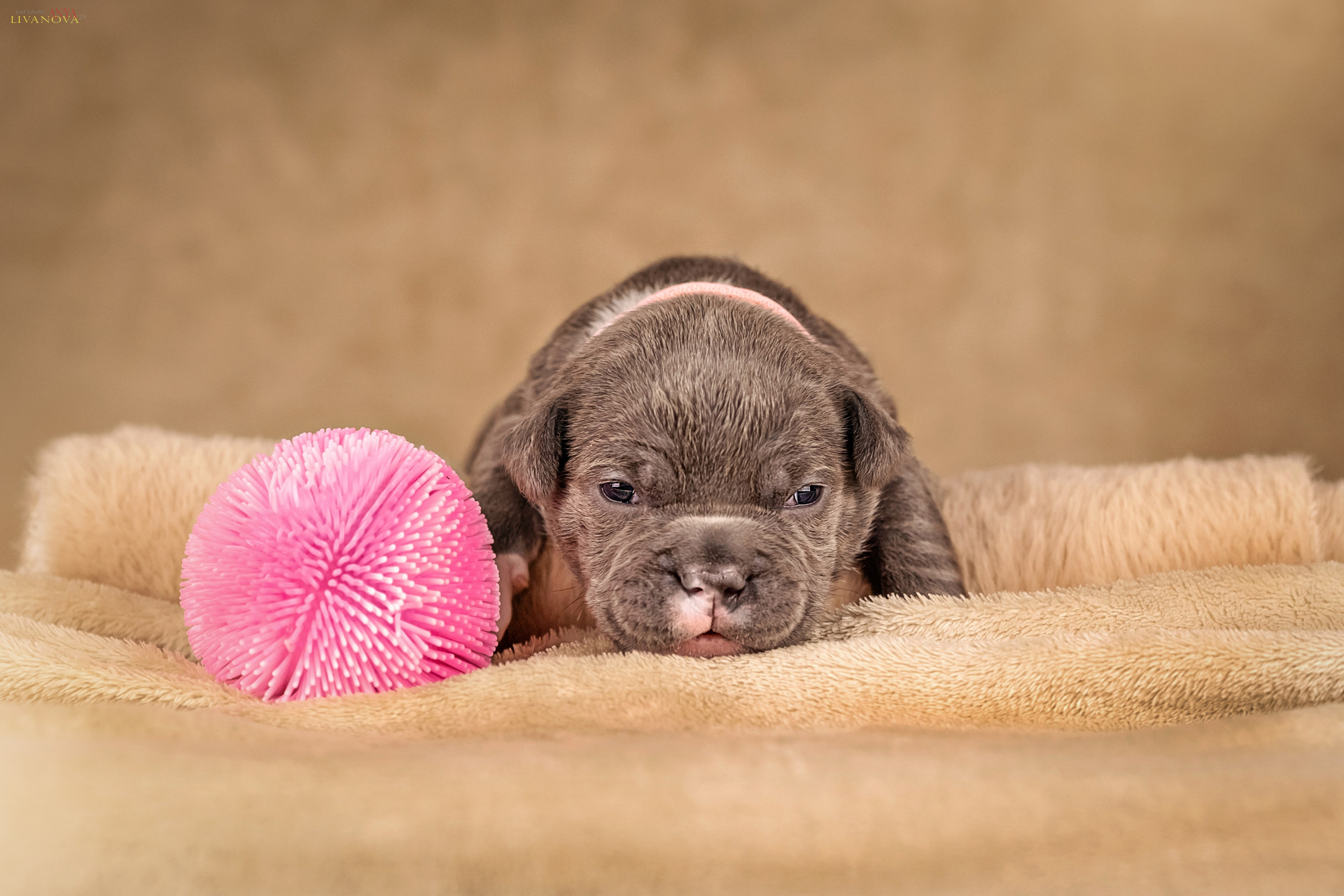 Амбулли. Фотограф анималист Аня Ливанова | Рыбинск