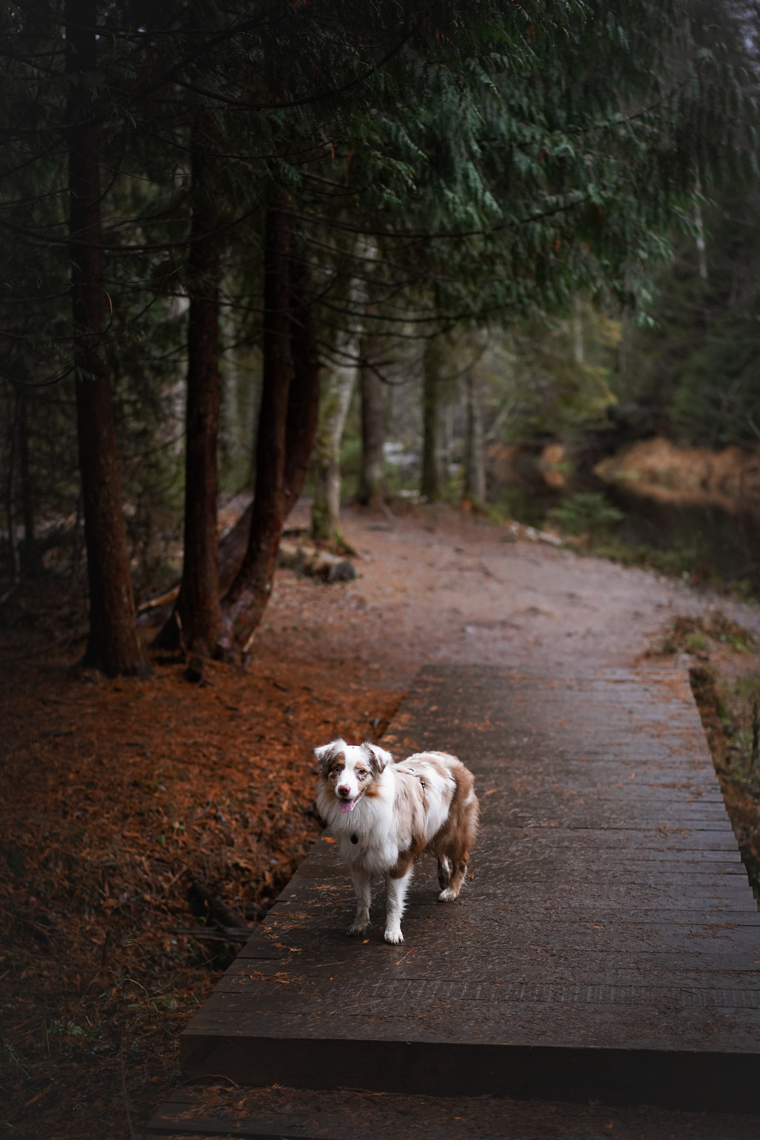 Панда Ноябрь. Фотограф-анималист в Санкт-Петербурге Яна Мартынова