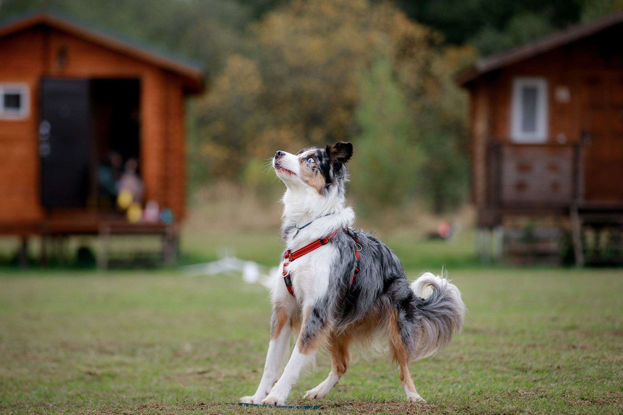 Лагерь по ОБД с Инной Баженовой. Фотограф-анималист Mary Mart — Москва, Питер