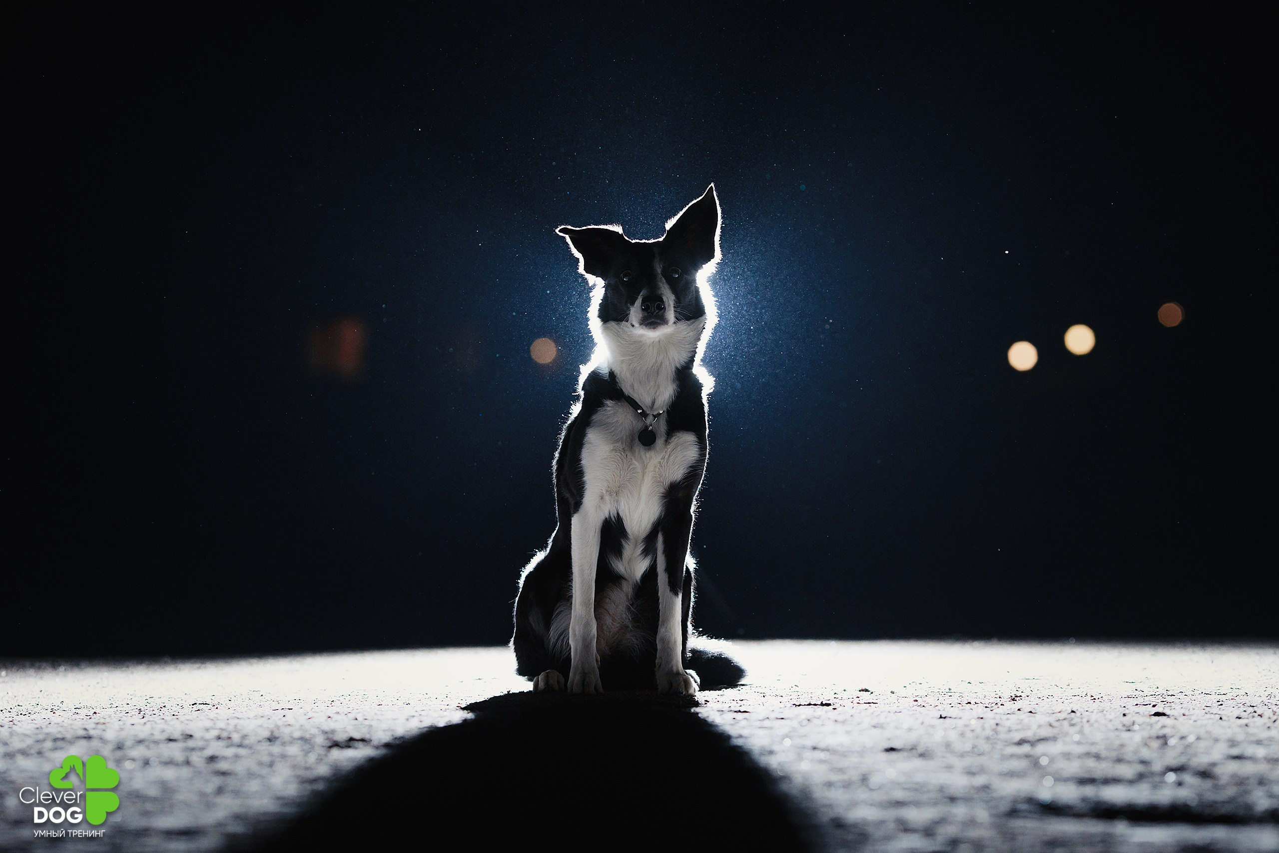 Кинологический лагерь CleverDog, 2024. Фотограф-анималист Mary Mart — Москва, Питер