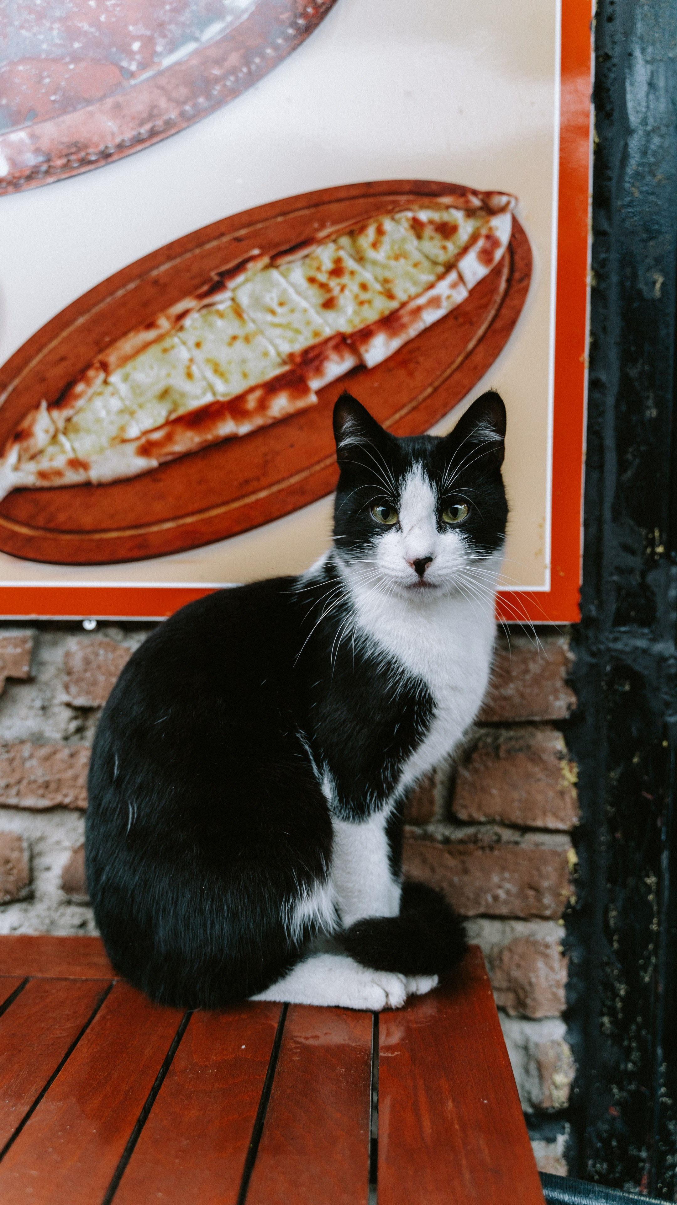 Кошки. Фотографии Дмитрия Захаренко