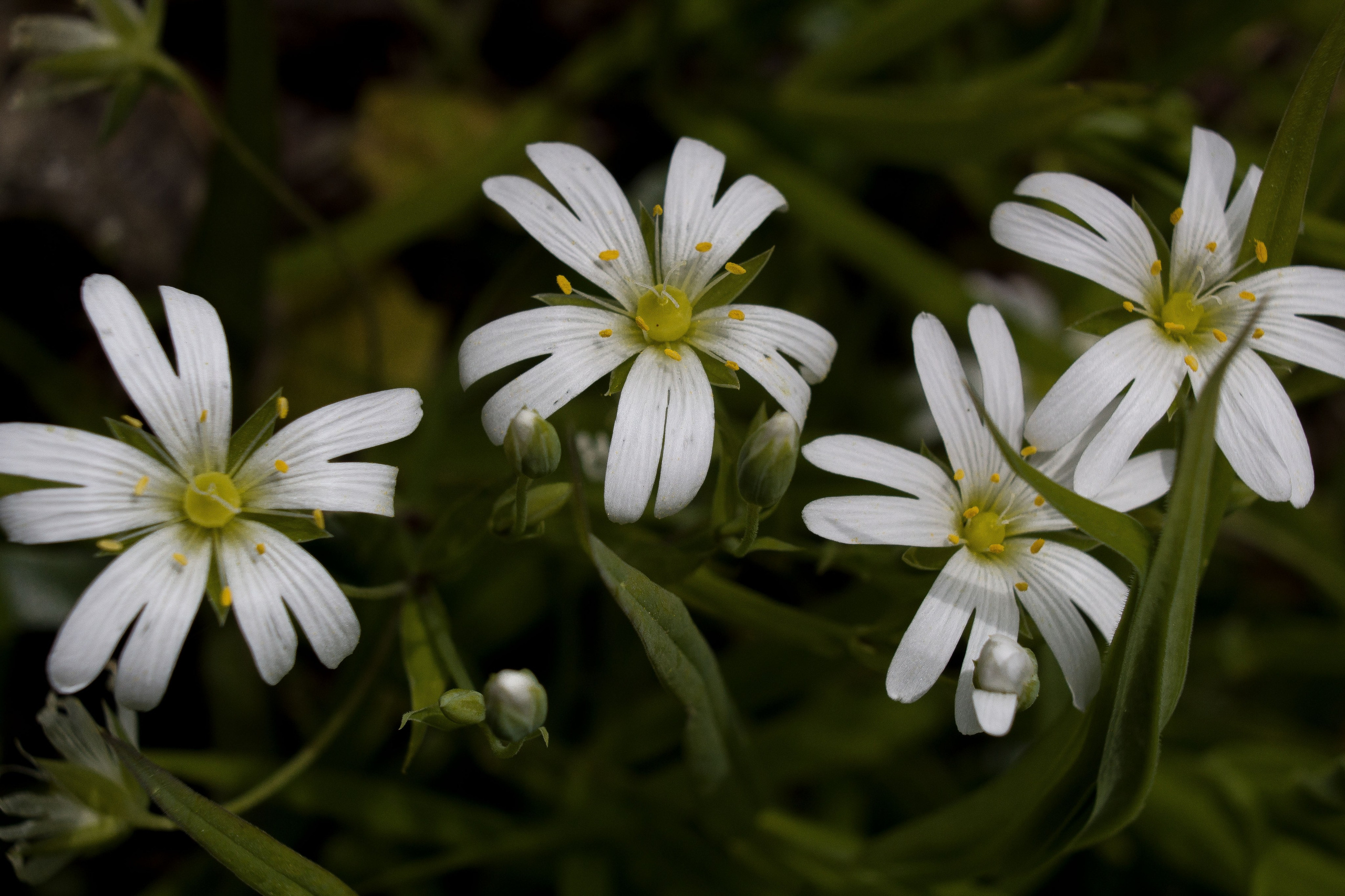 Природное. Обо всём