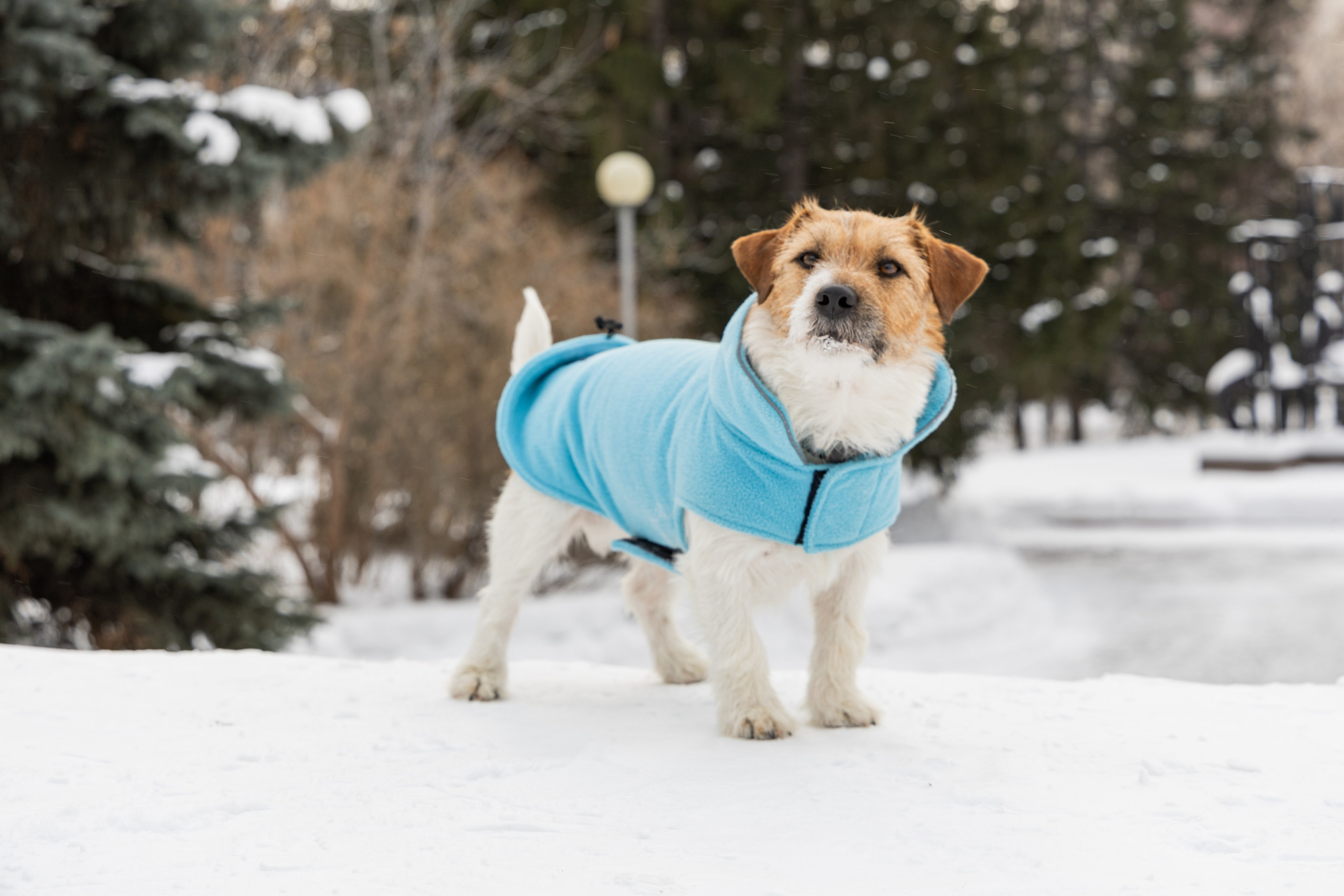 Фотосъёмка животных. Профессиональная коммерческая, промышленная и репортажная фотосъёмка для бизнеса