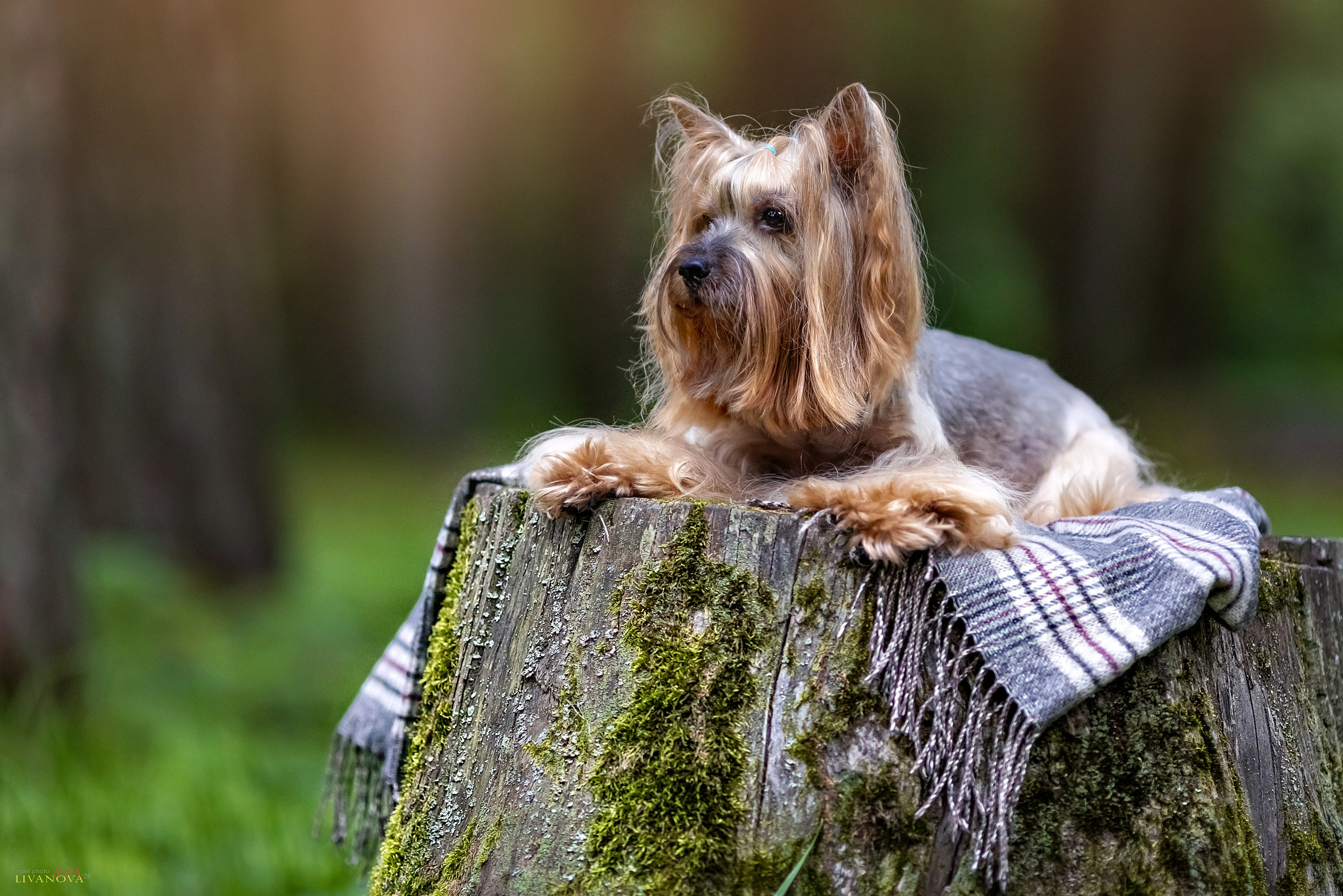 Катя + Астин и Олаф. Фотограф анималист Аня Ливанова | Рыбинск