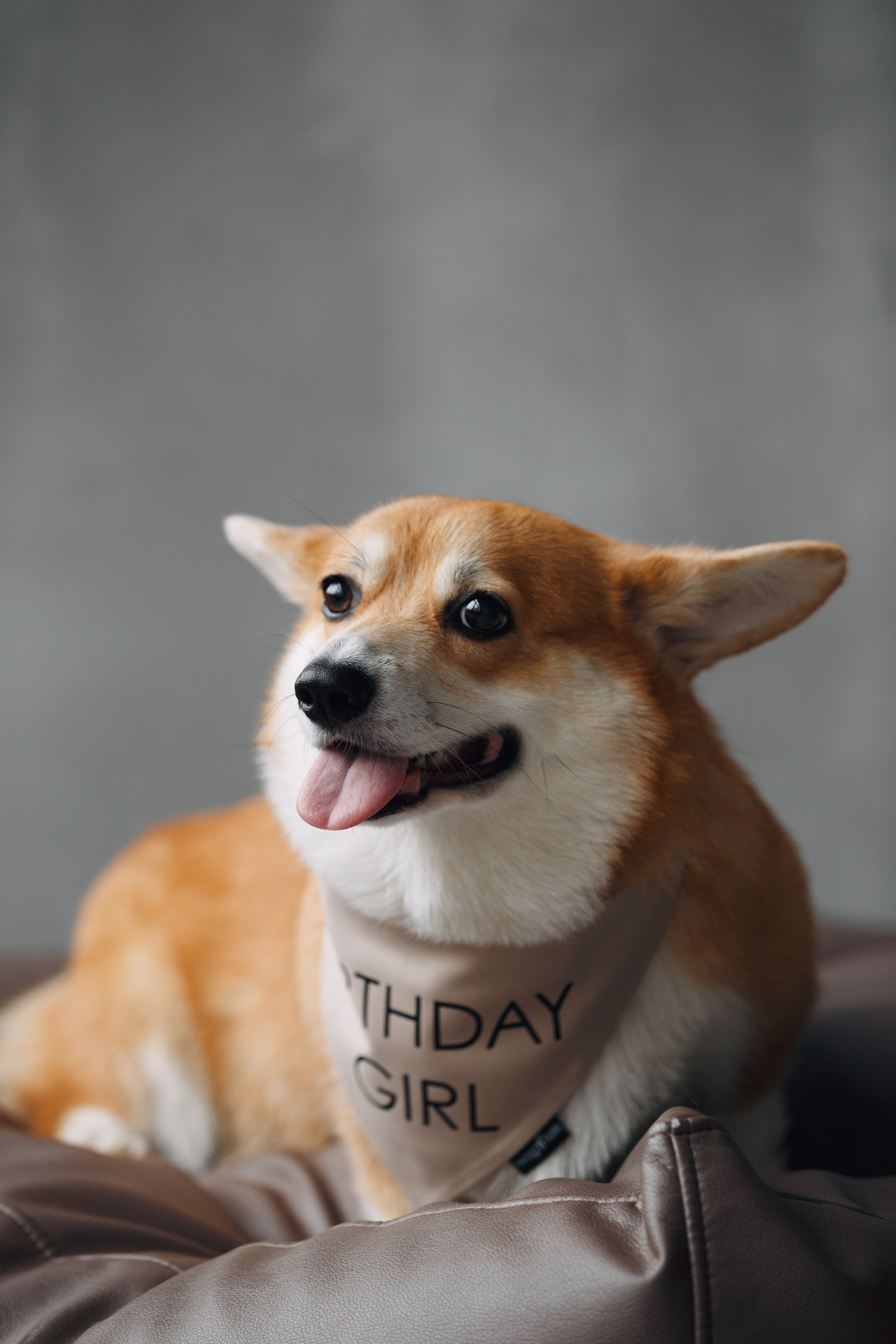 Wag'n'tails аксессуары для животных. Фотограф анималист Кристина Карпова, Москва