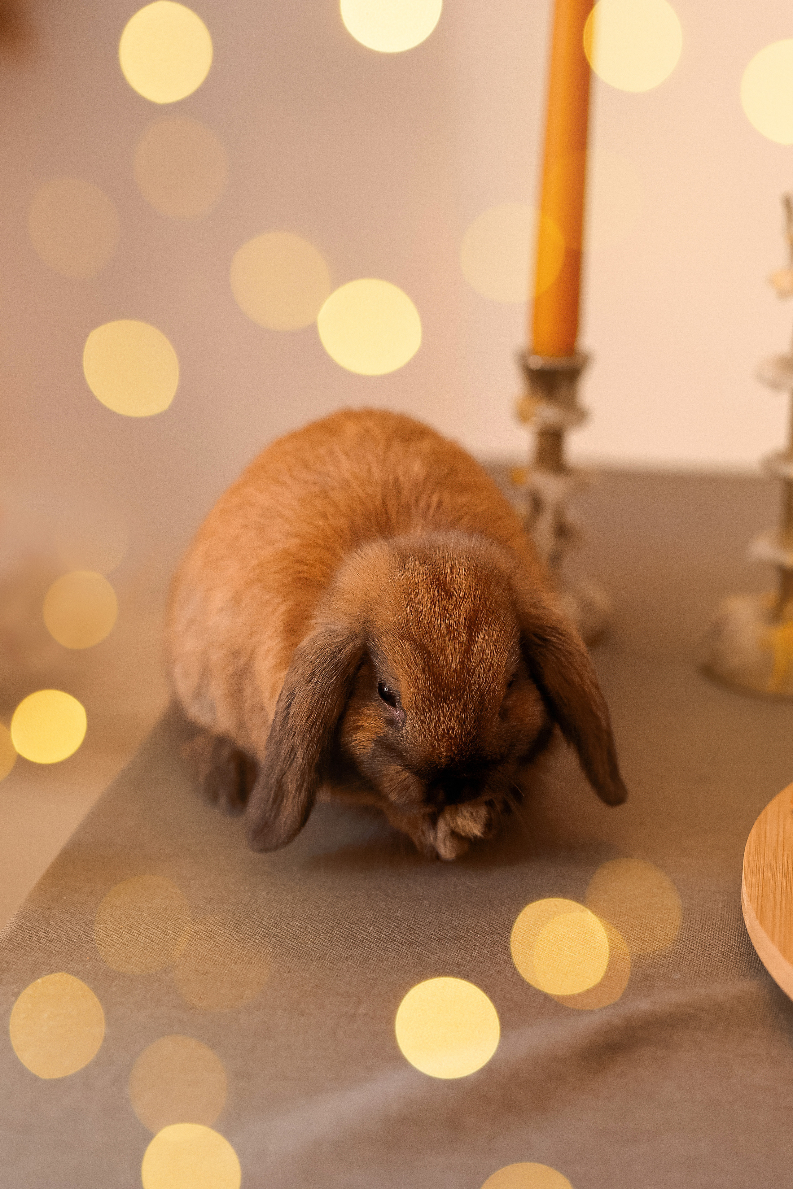 Лесная сказка Киры