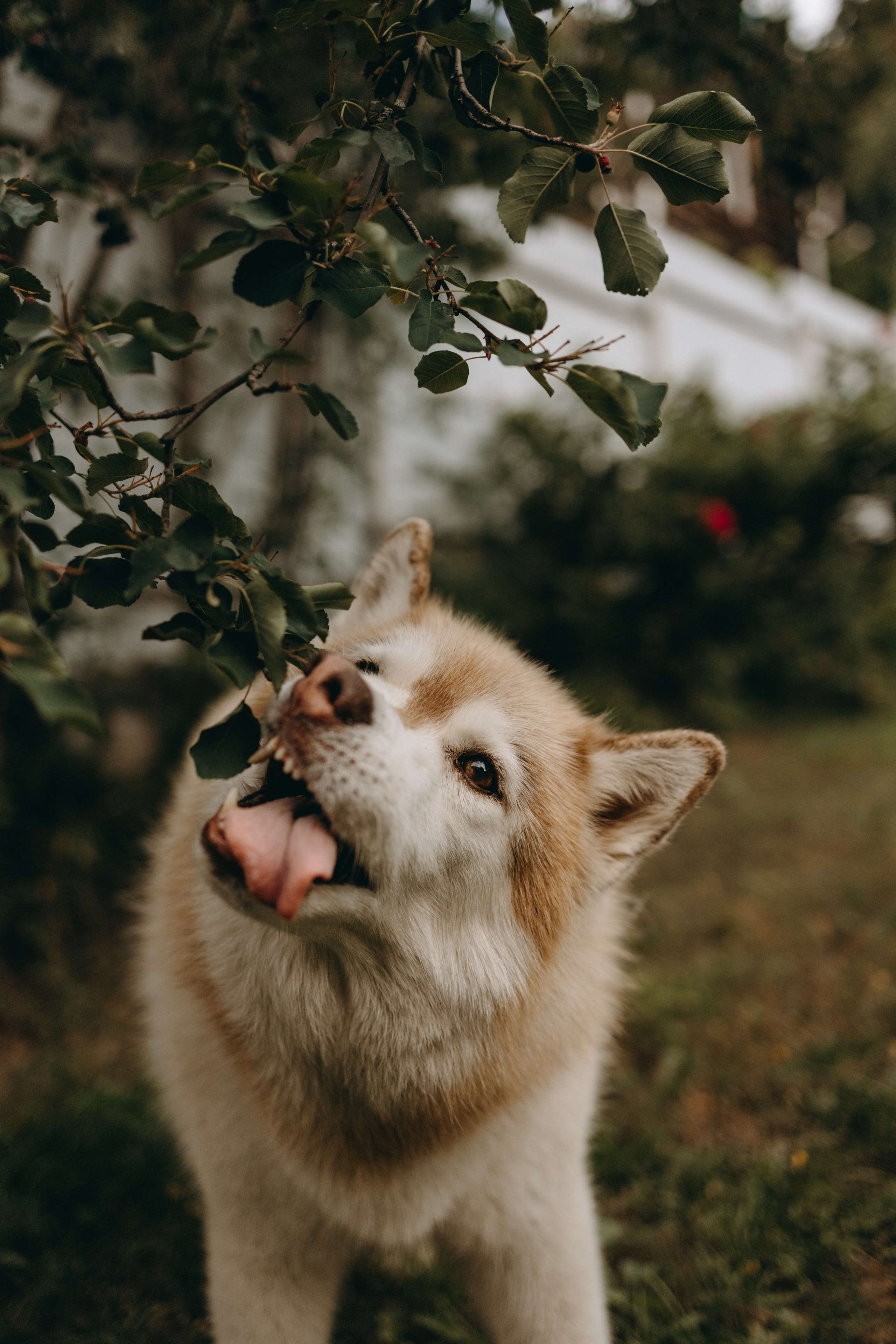 Дом у реки. Фотограф — Анималист | Санкт-Петербург
