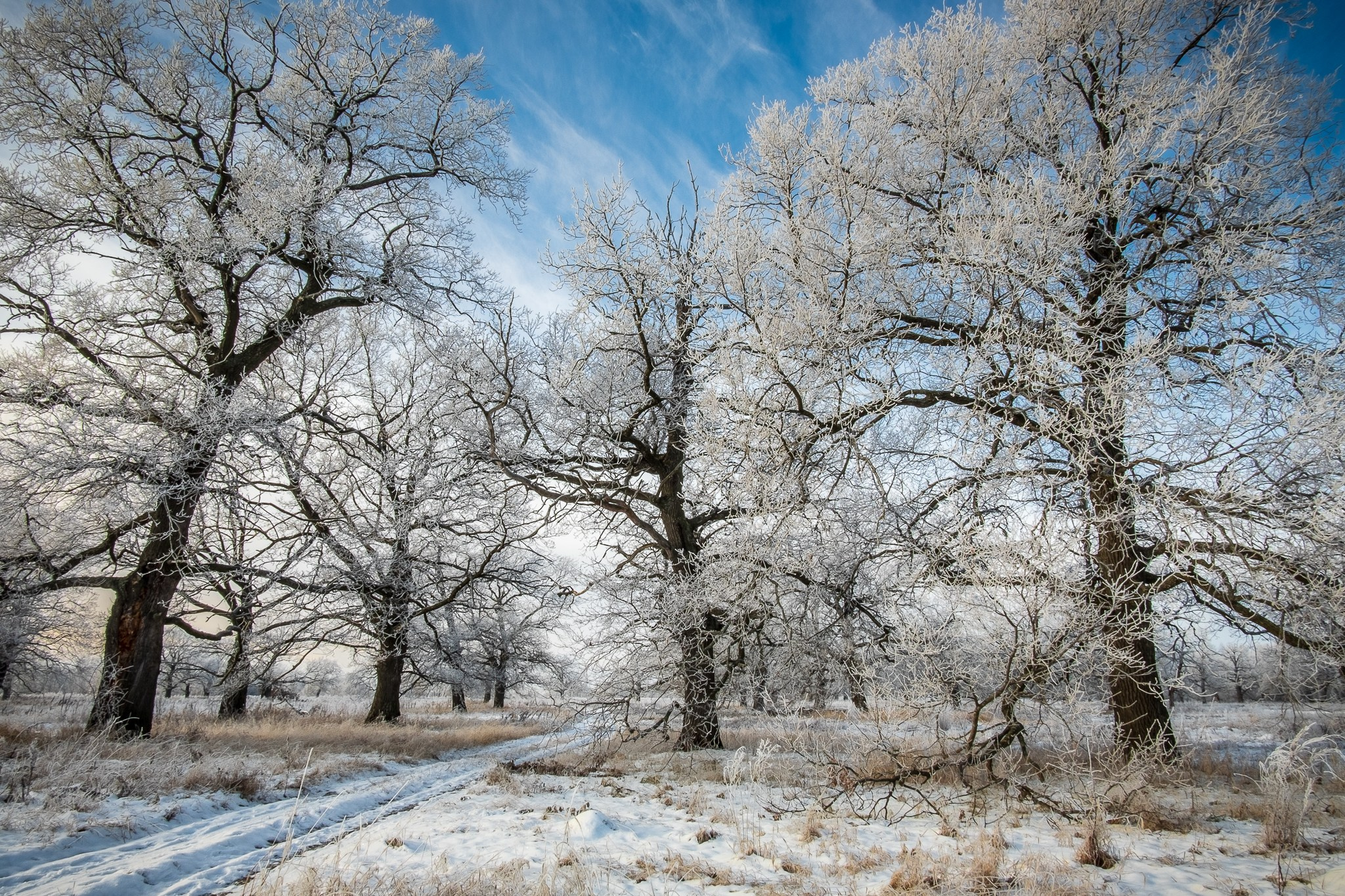 Морозное утро в дубовой роще. Рязанская область. Фотопостер на заказ в Рязани.