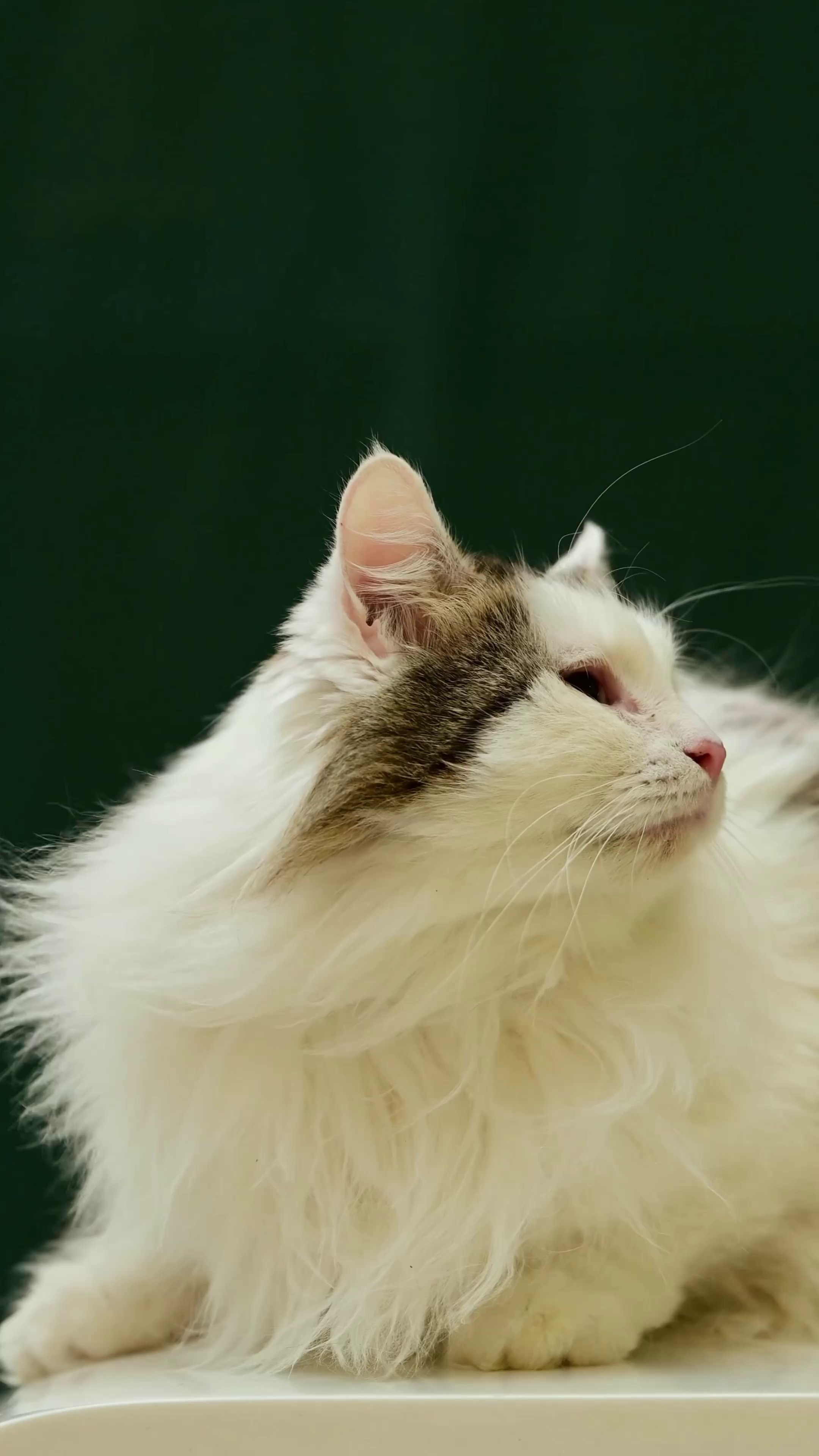 Съёмка для волонтёров (видео). Мила Астахова