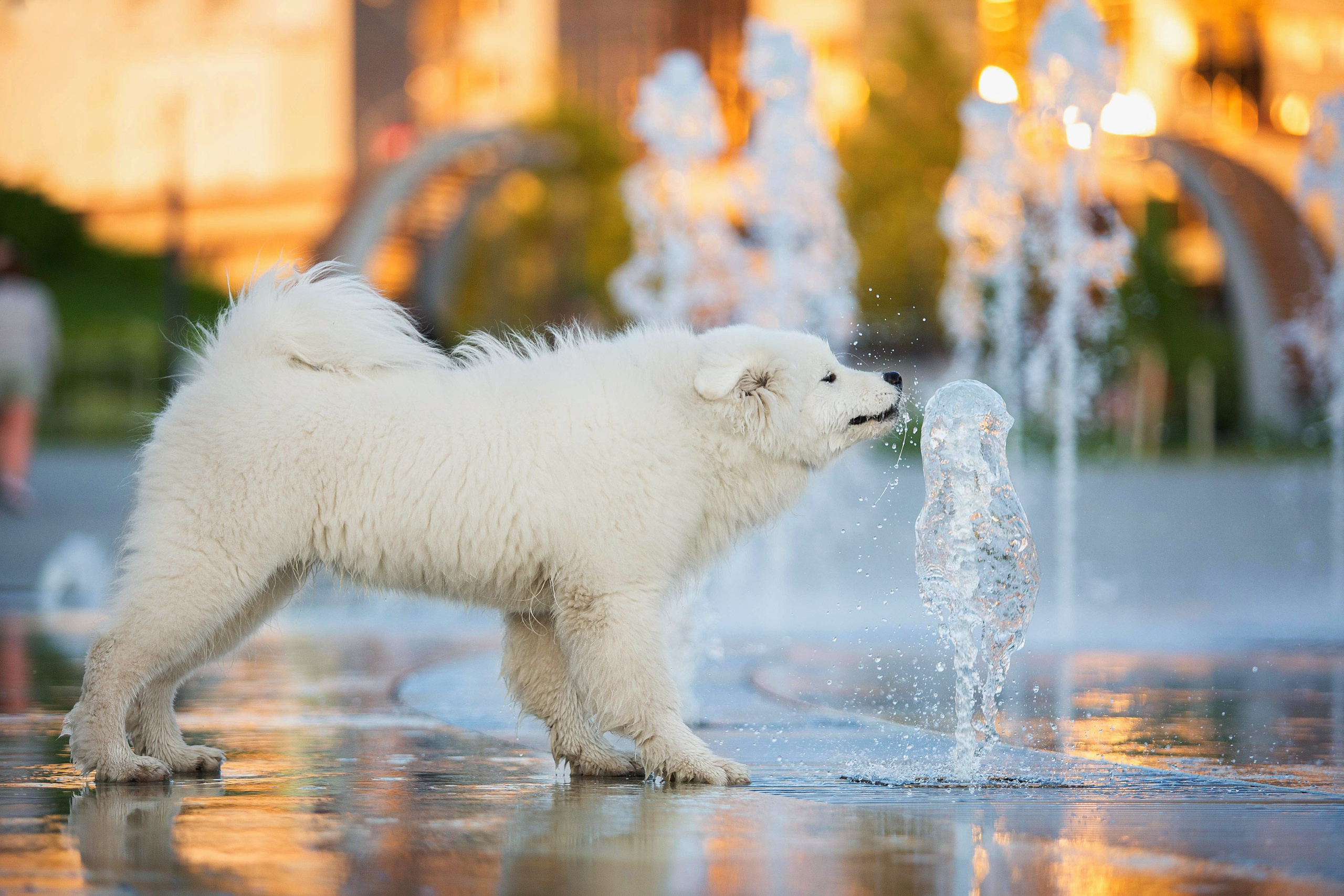 Анастасия, Евгений и самоед Ройс. Https://moshkovaphoto.ru/
