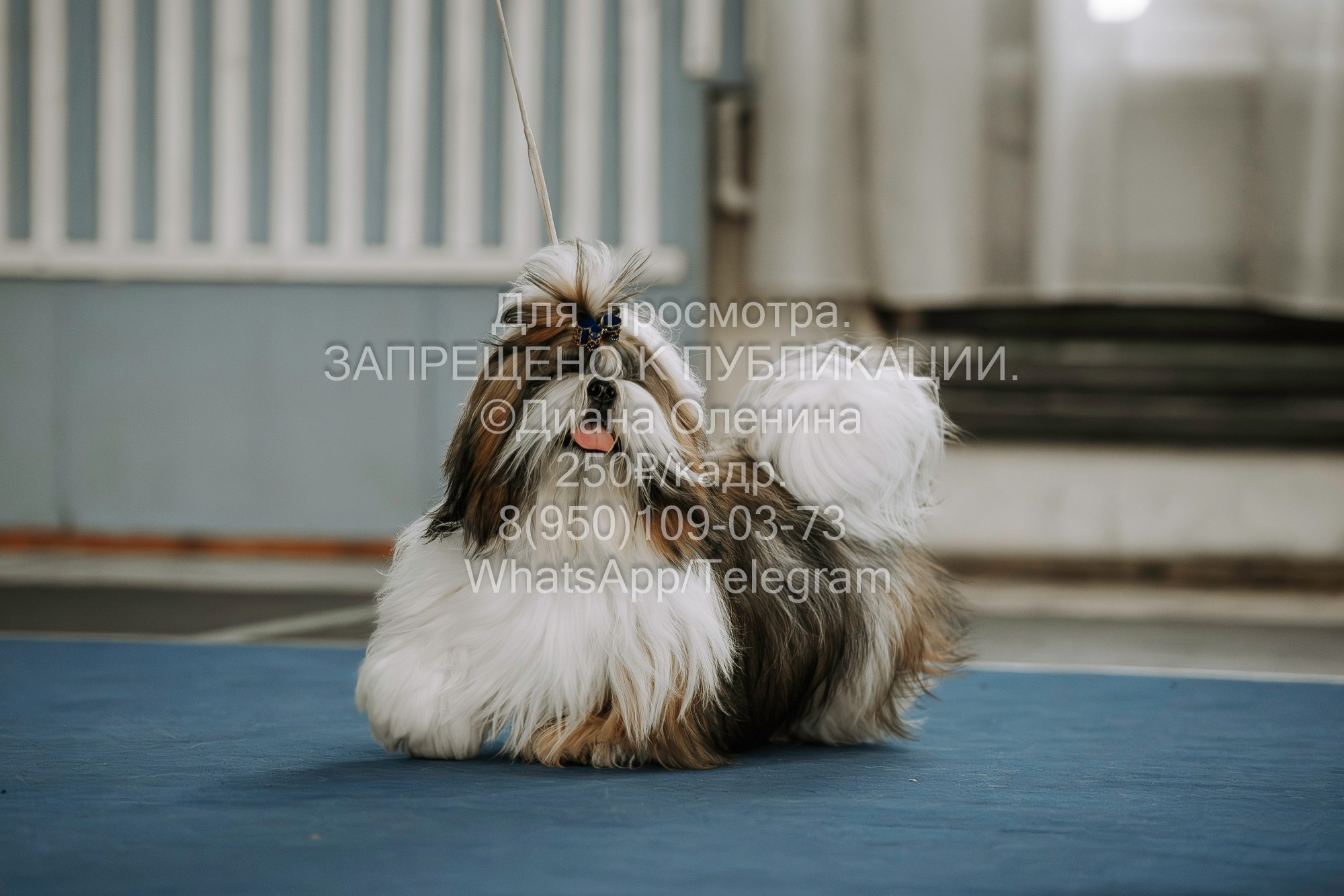 Выставка собак Красноярск 29.10.2023. Фотограф Диана Оленина Красноярск / Братск