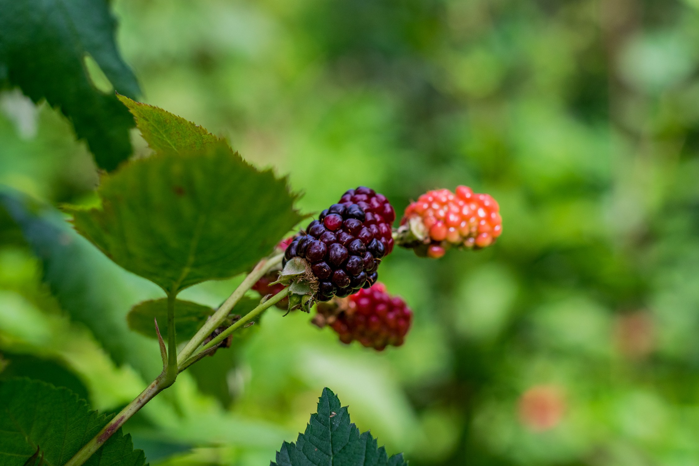 Антон Курдюмов фотограф в Хабаровске Рина Курдюмова фото27 foto27 Антон Дорофеев репортажный репортаж документалист Тони и Рина фотосоздатели Виноградники Хехцир 2024 Хабаровск виноград дикий фермер фермерство дачный сезон