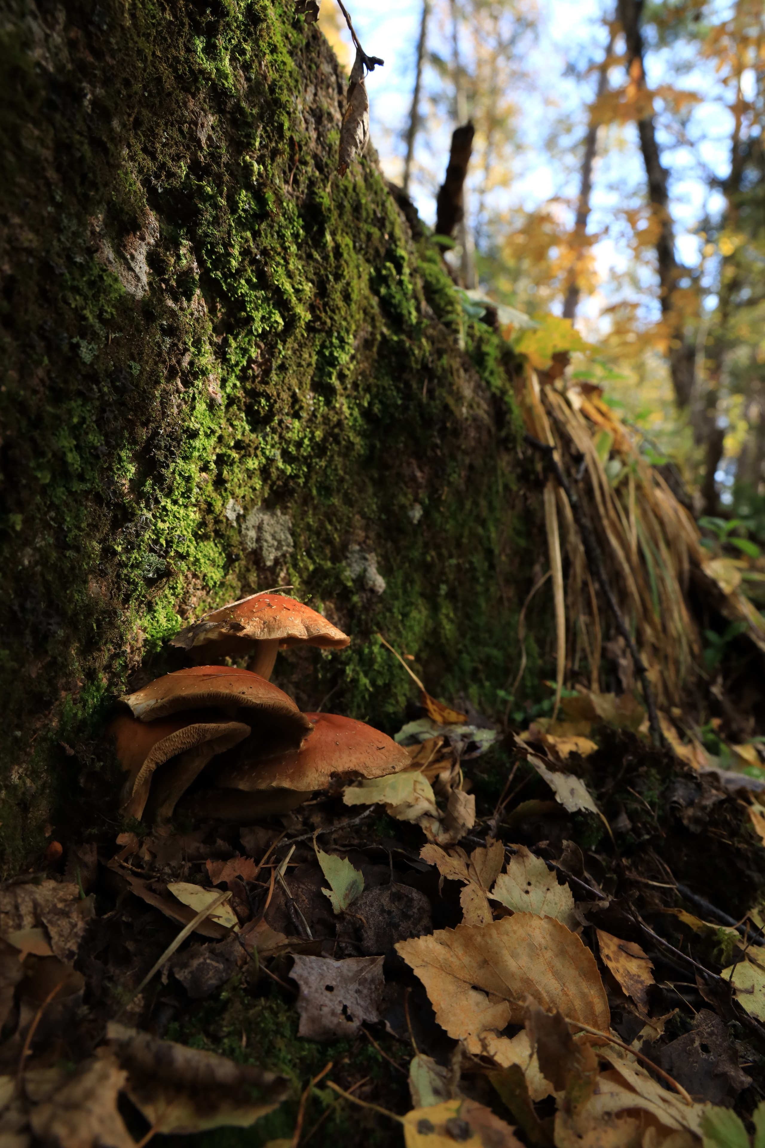 Мир вокруг нас. Разное. Фотограф Наталья Кузьмик г. Красноярск