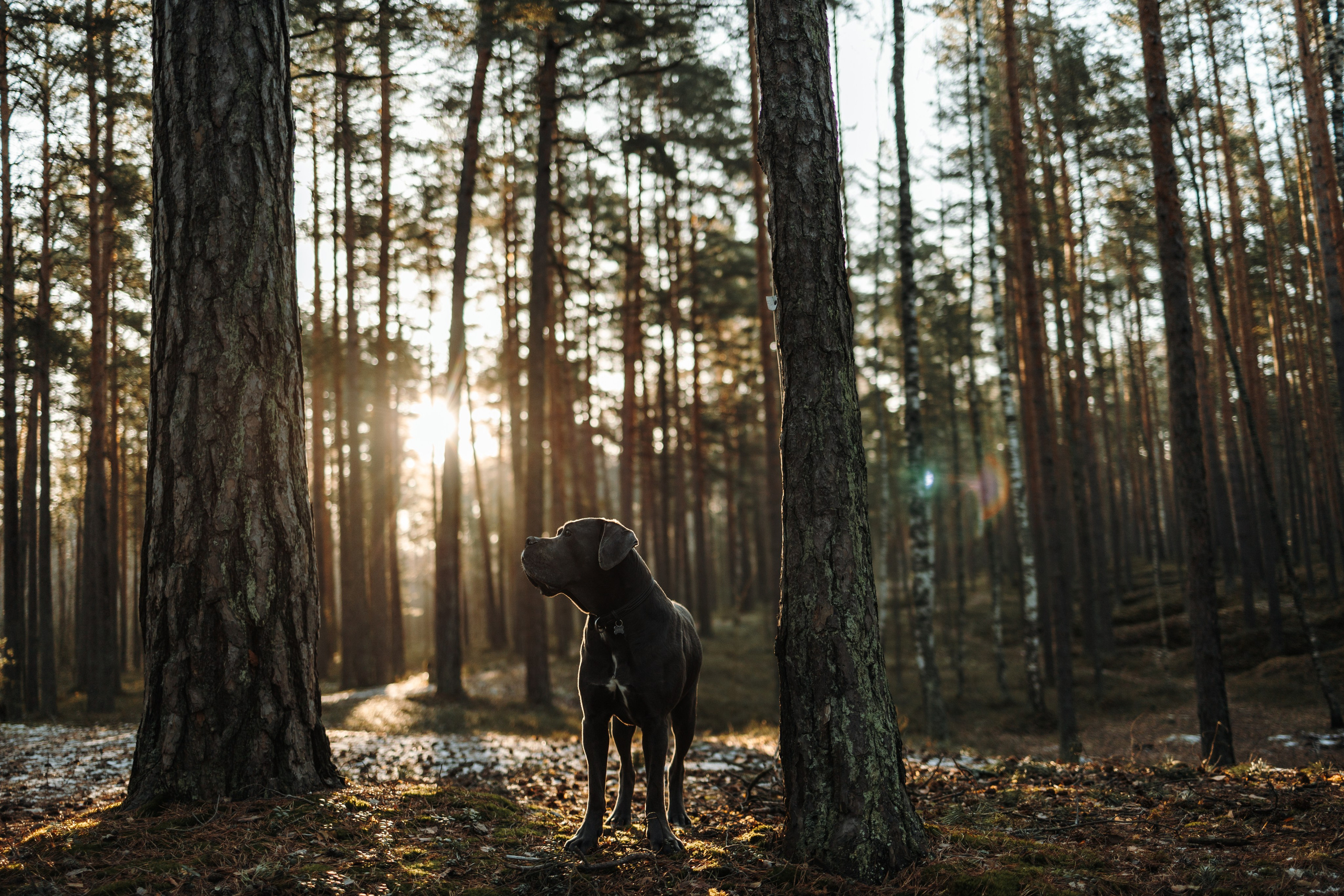 Анна и Лана. Фотограф — Анималист | Санкт-Петербург