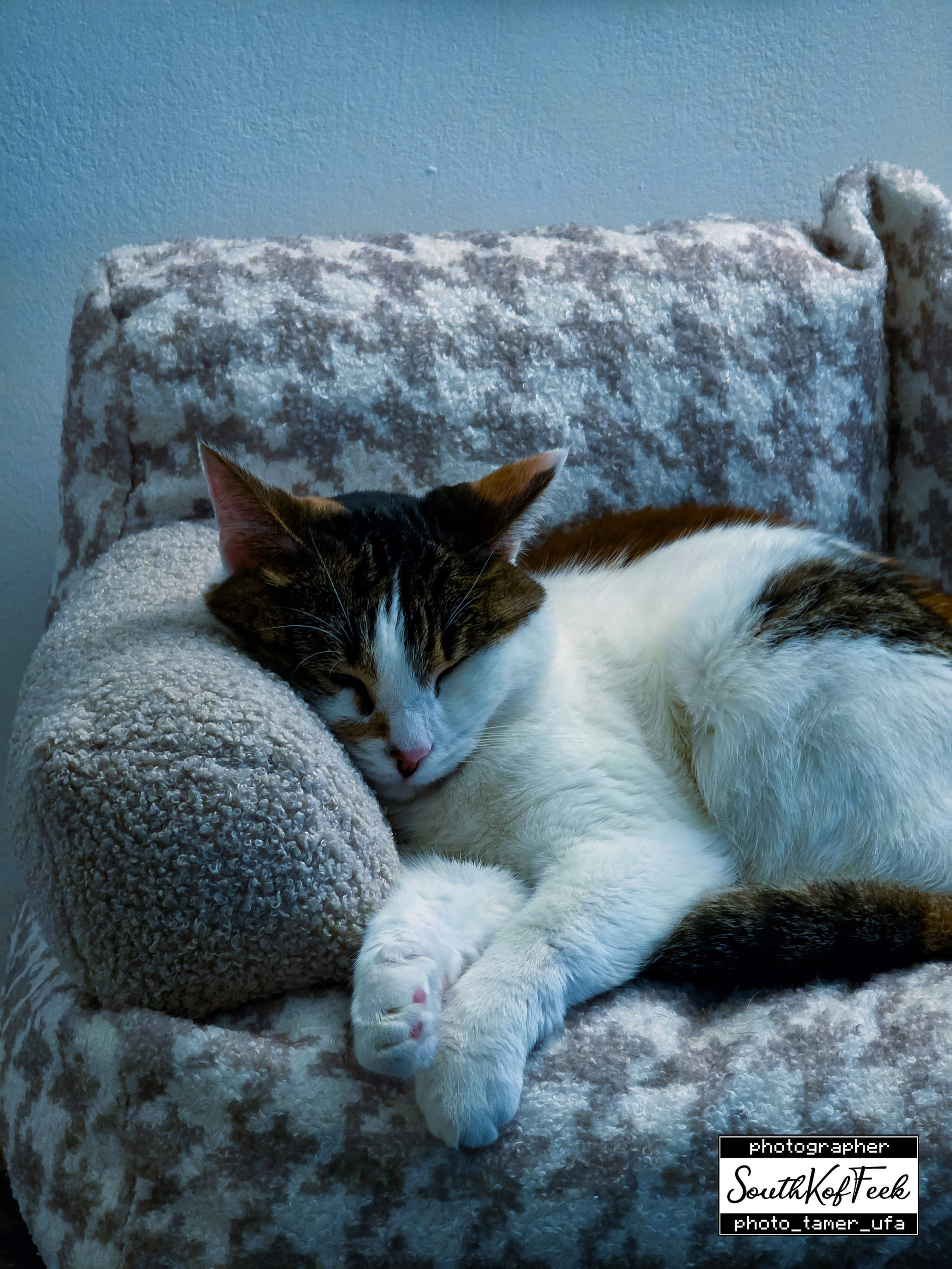 Фотосессии животных. Photo Tamer Ufa