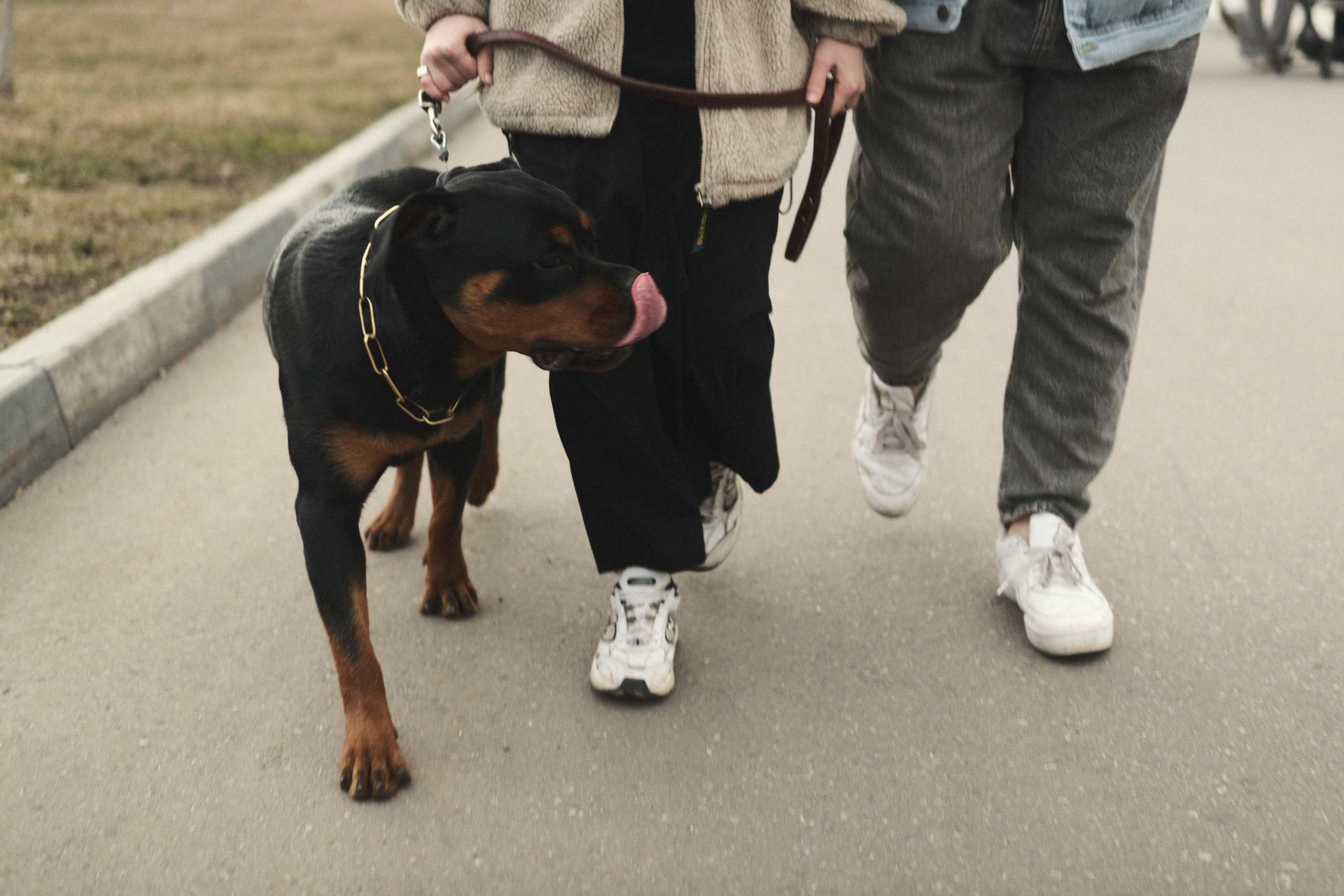 Прогулка с Цацей. Фотограф/Видеограф из Саратова