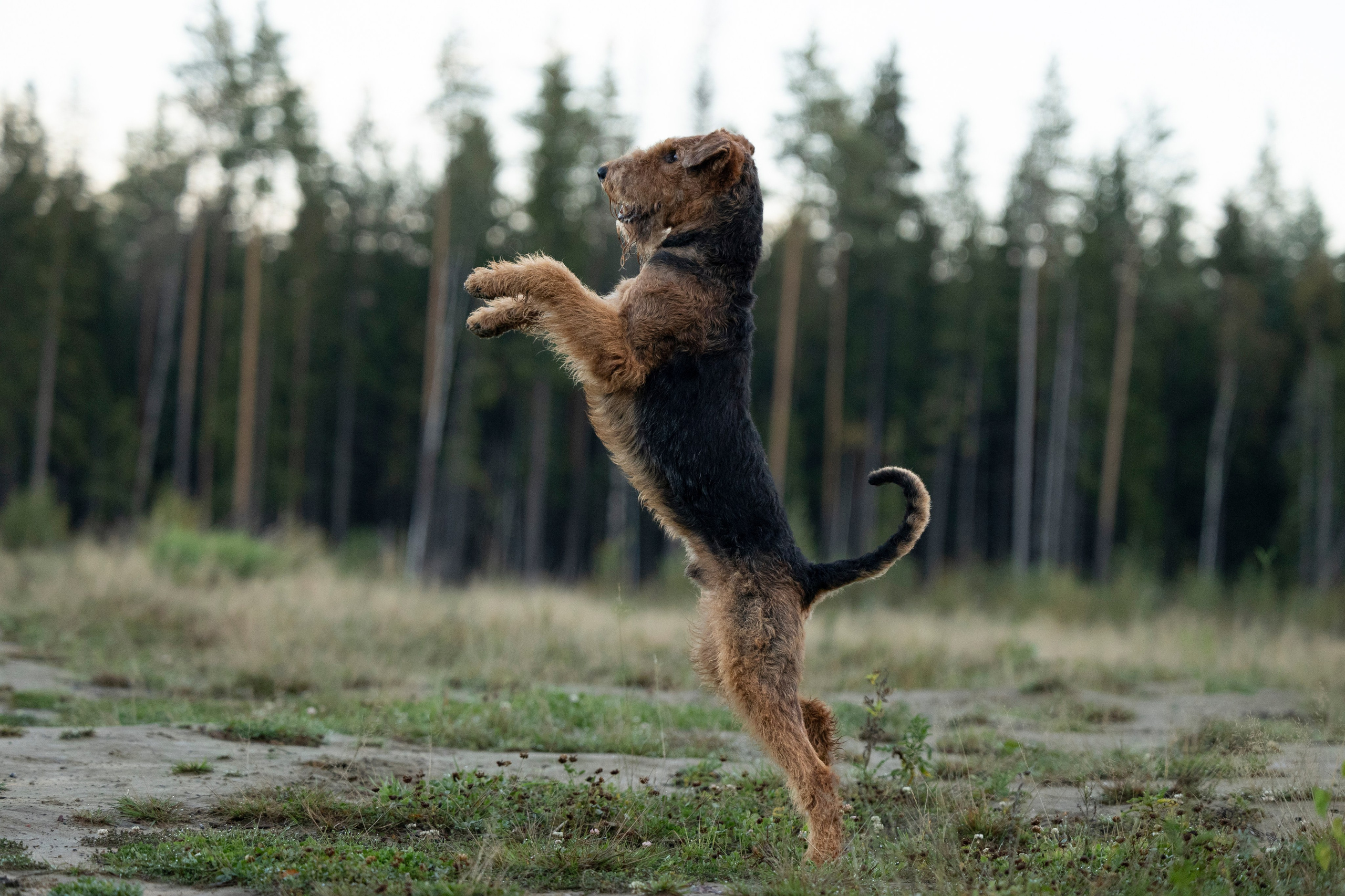 Харди. Фотограф-анималист Анна Маринич