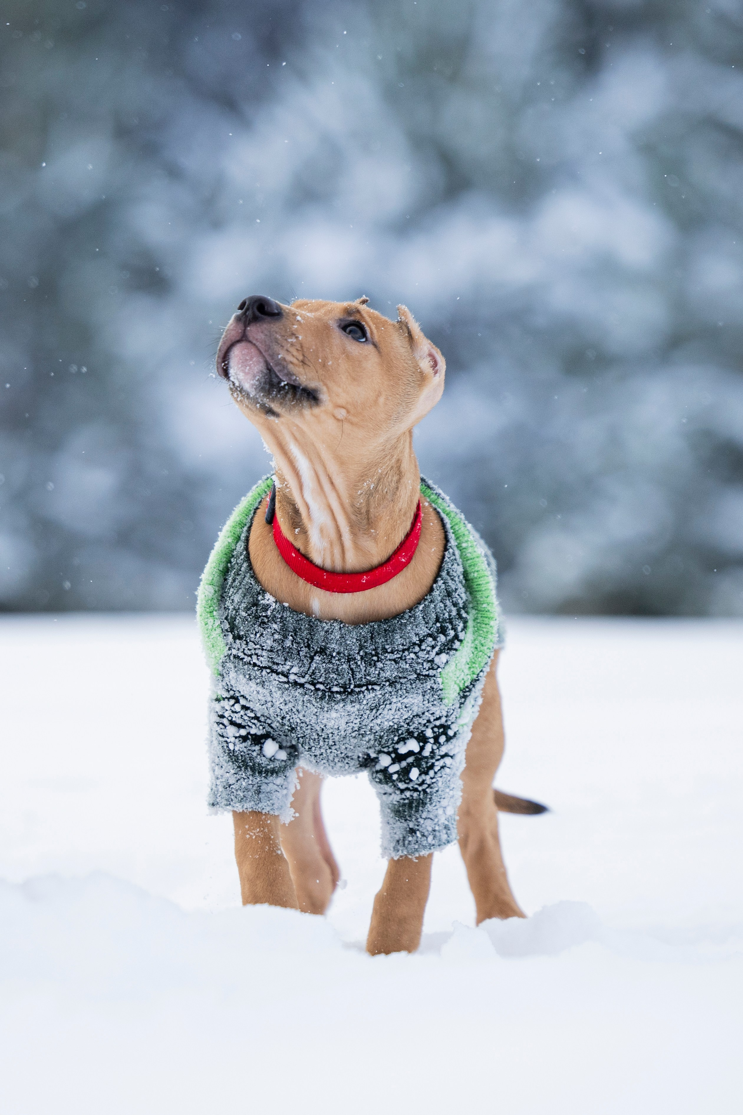 Миура. Фотограф-анималист Анна Маринич