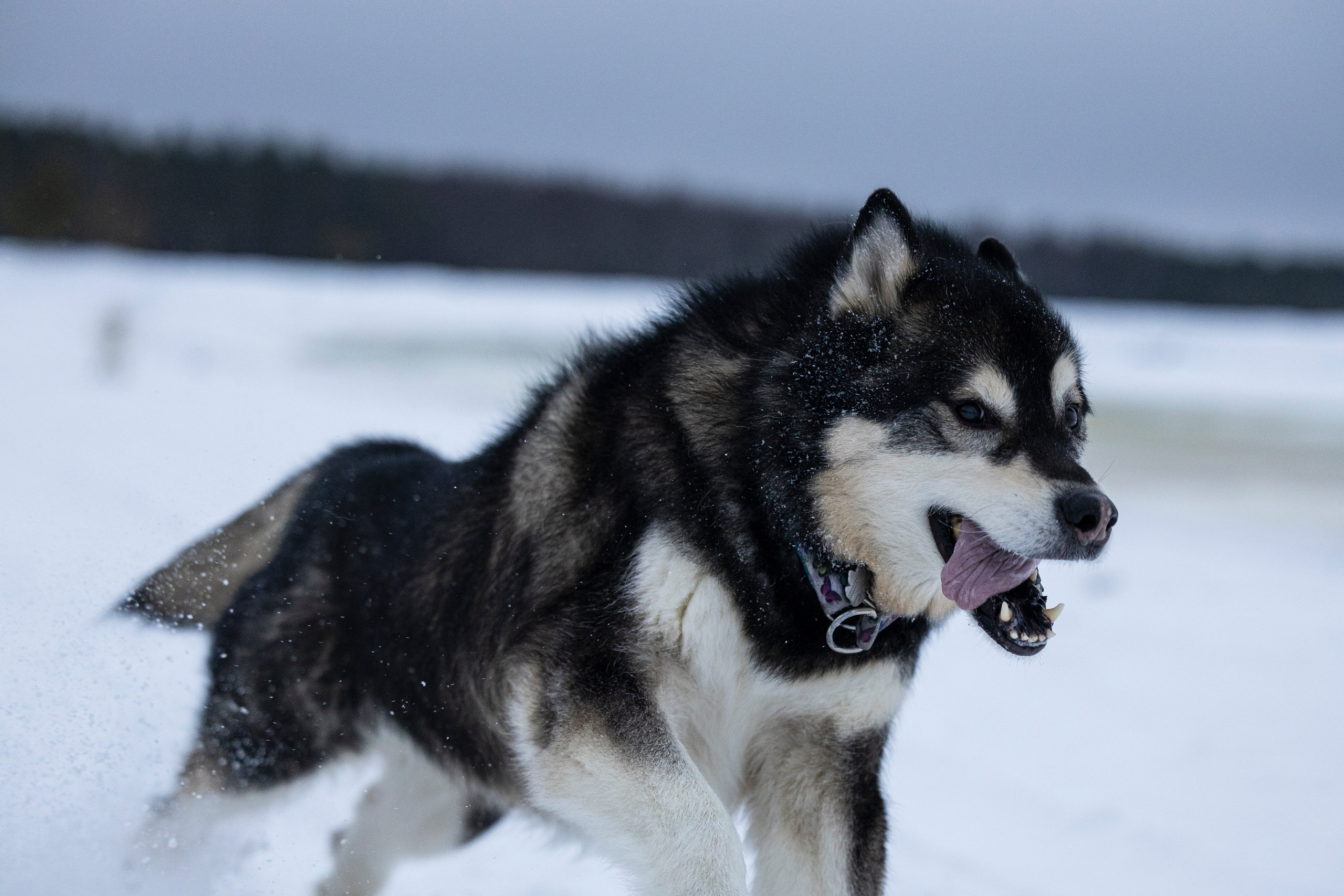 Юрген. Фотограф-анималист Анна Маринич