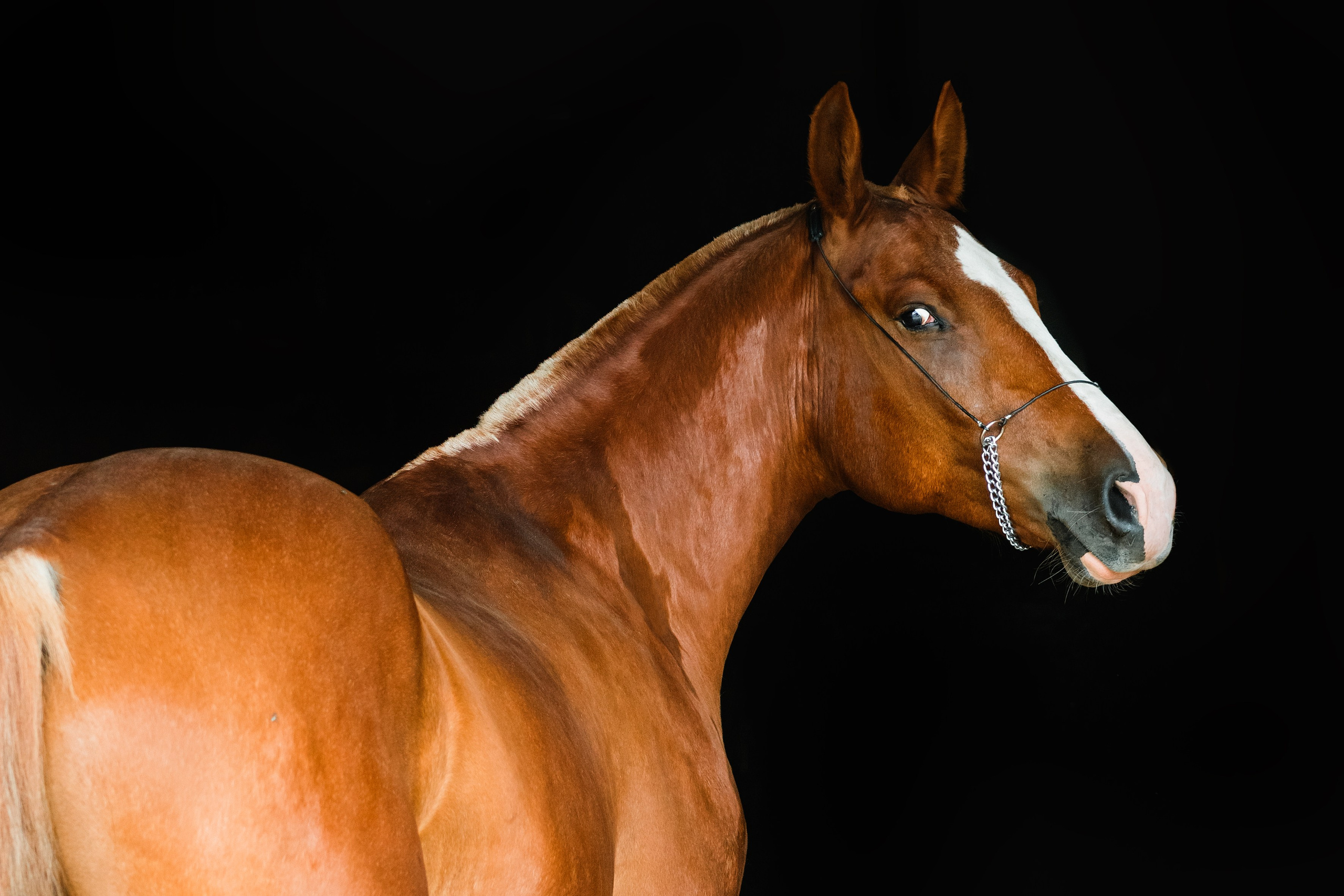 Life with horse. Saamill