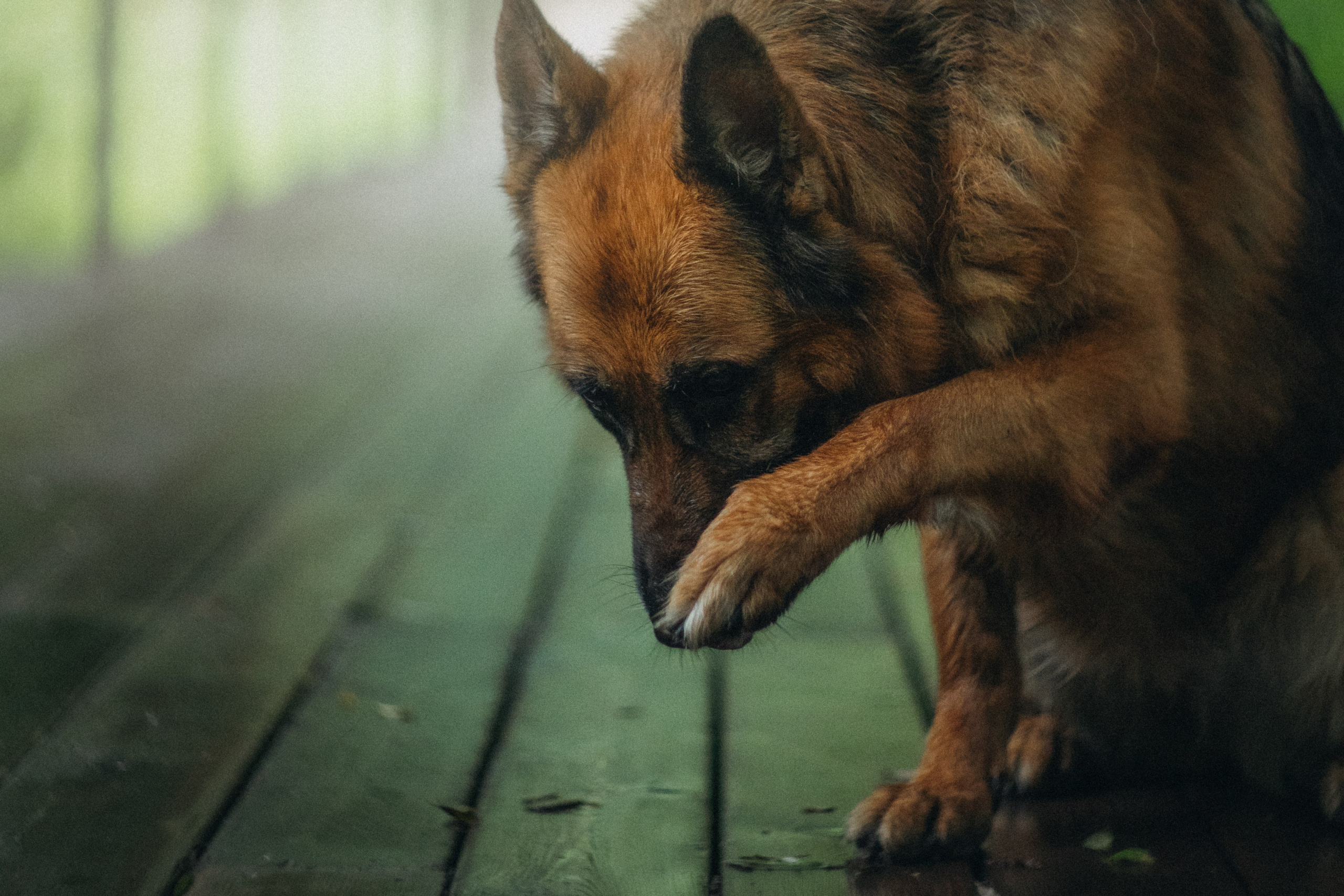 Вика и Фрея. Фотограф анималист в Москве и Санкт-Петербурге Свиридова Анна