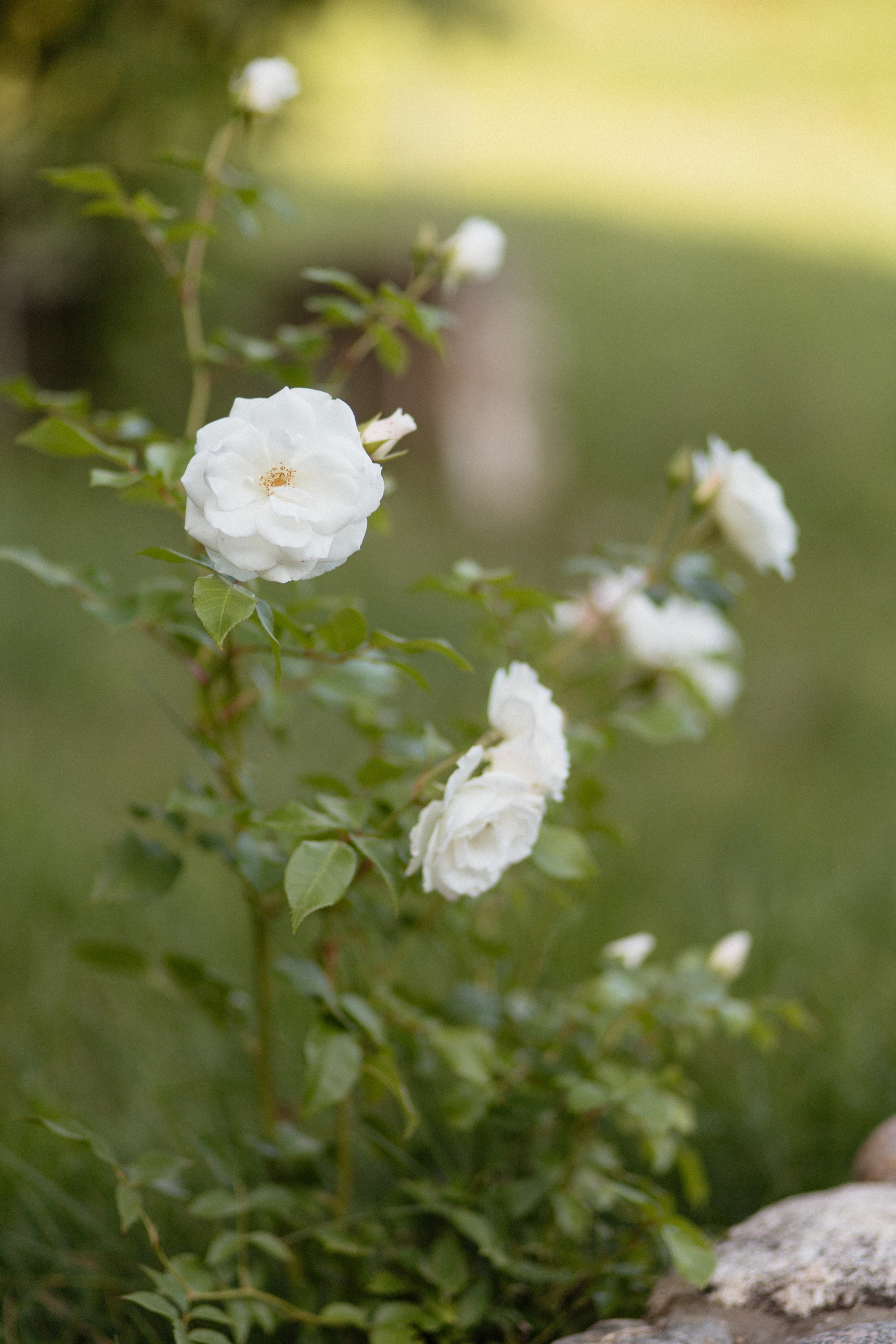 Дима & Катя | Усадьба «Янов Ясень». Свадебный фотограф в Минске Владислав Бабич