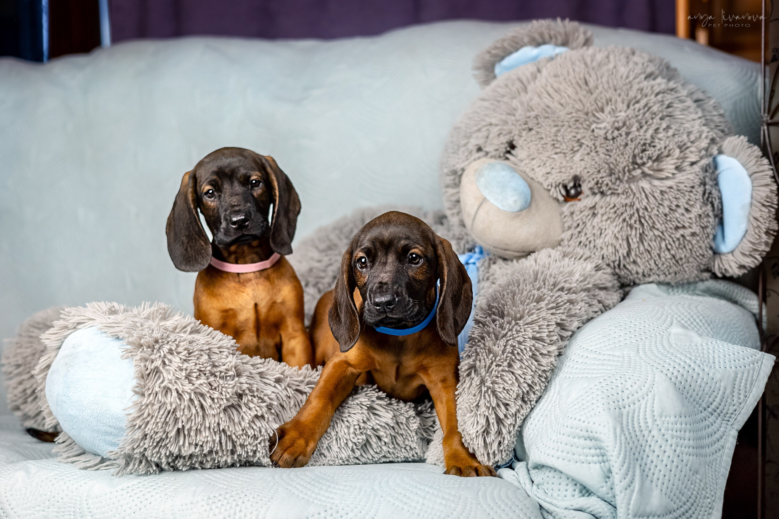 Баварцы. Фотограф анималист Аня Ливанова | Рыбинск