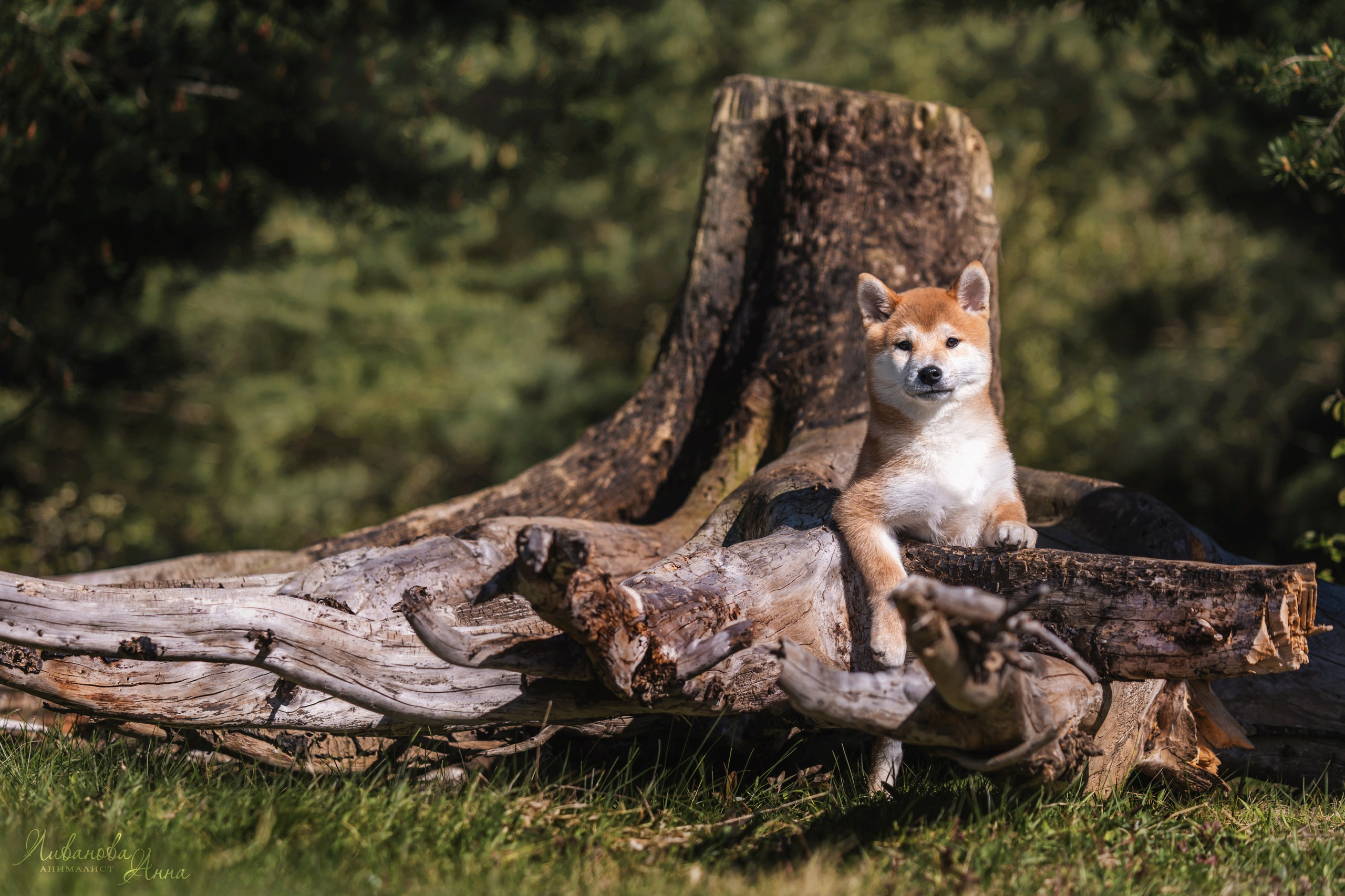 Сиба. Фотограф анималист Аня Ливанова | Рыбинск
