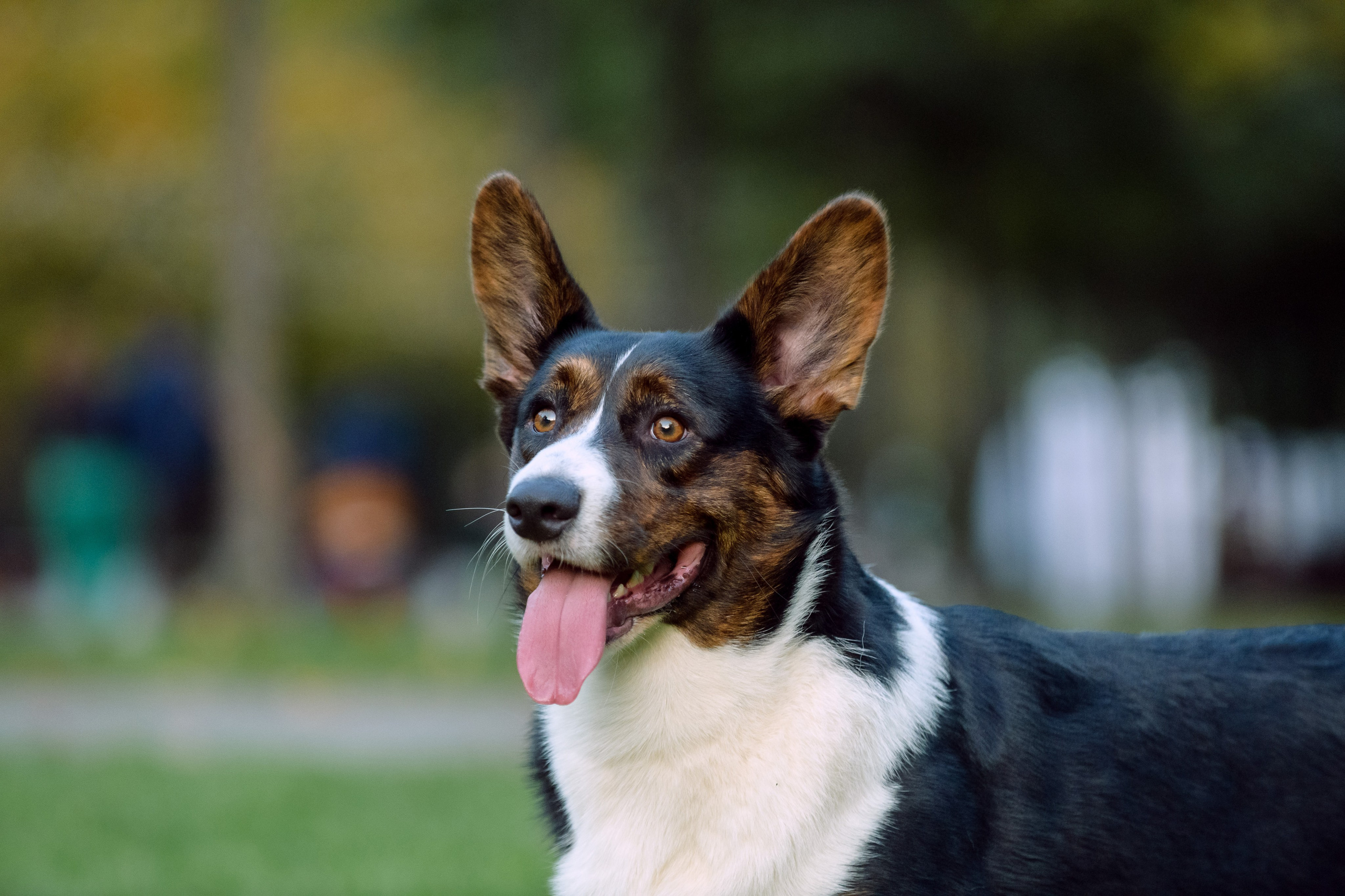 Оля и Ваня с собаками. Фотограф в Ростове-на-Дону Маркер Елена