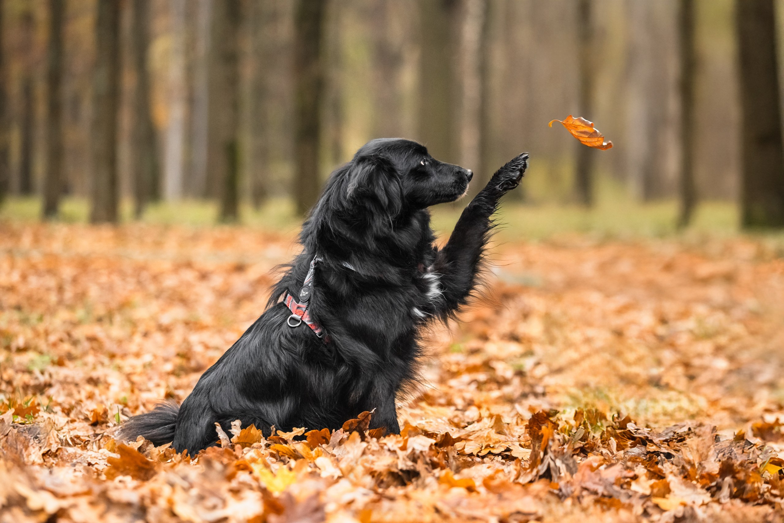 Собаки из приюта Дубовая роща осень 2025. Фотограф-анималист Татьяна Степанова