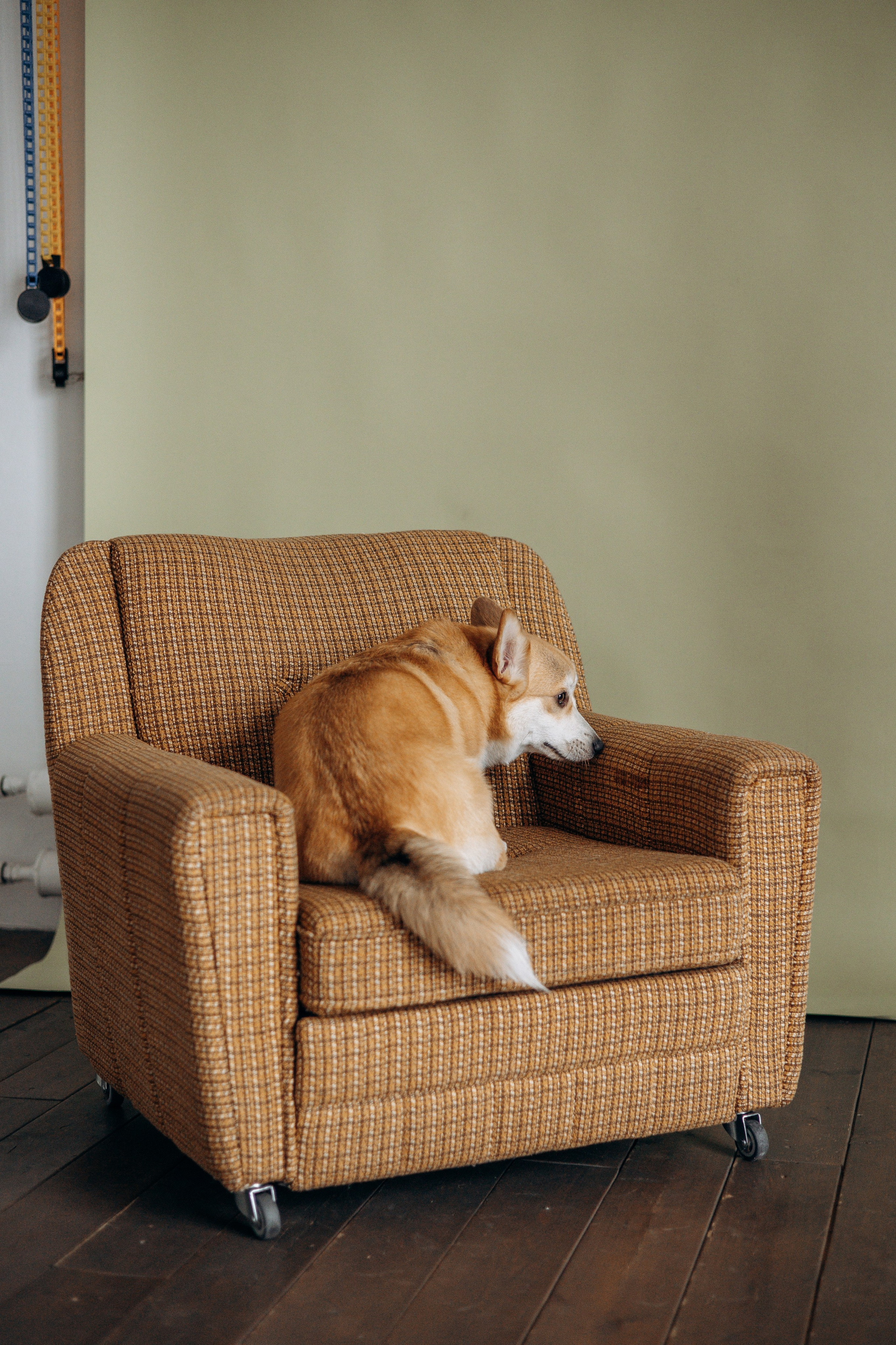 Ричи и его семья. Фотограф — Анималист | Санкт-Петербург