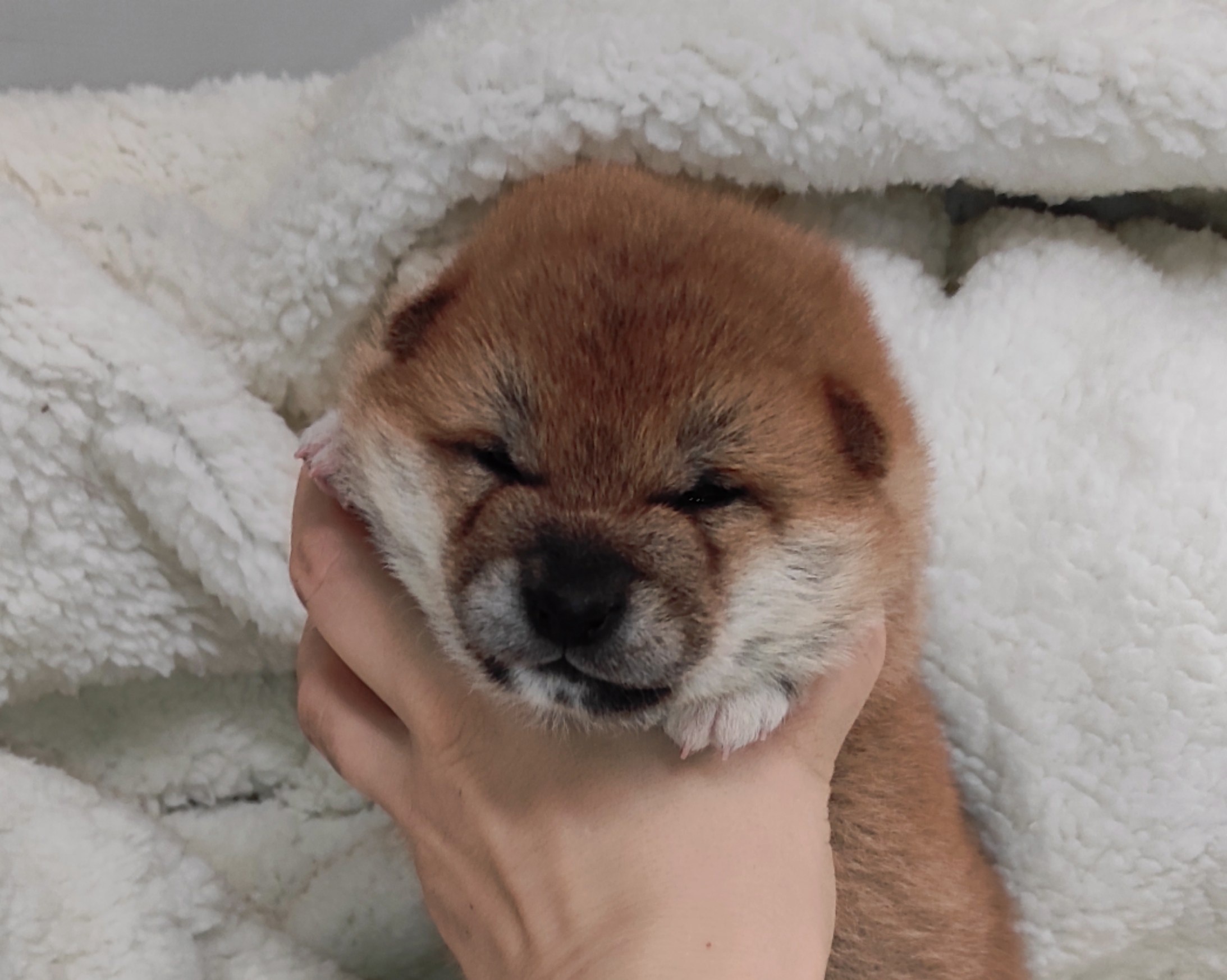 сиба питомник Рубилайт щенки на продажу rubylight  сиба щенки купить СПб Санкт-Петербург 