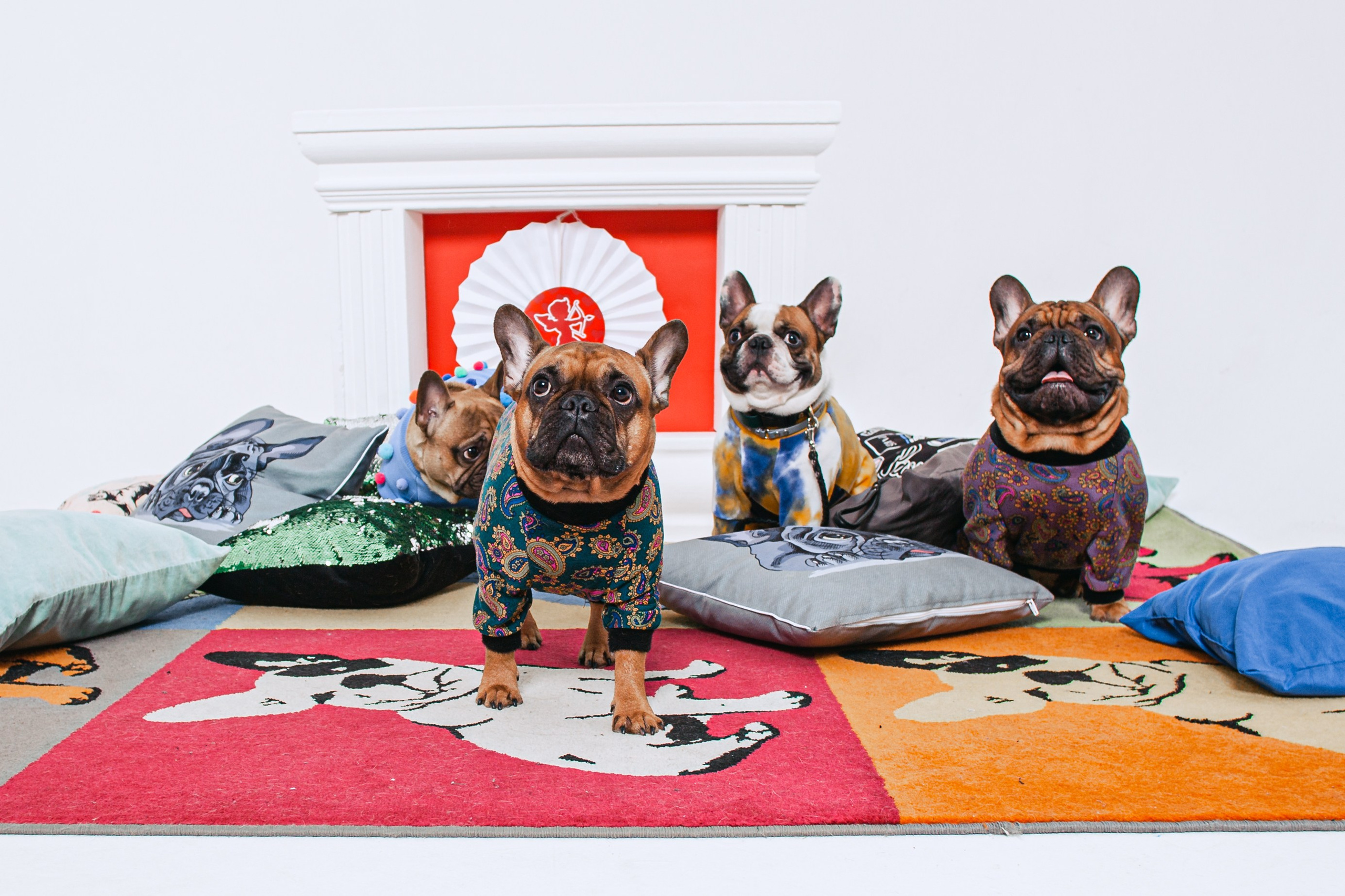 Пижамная вечеринка французских бульдогов и их хозяев. Фотограф-анималист Татьяна Степанова