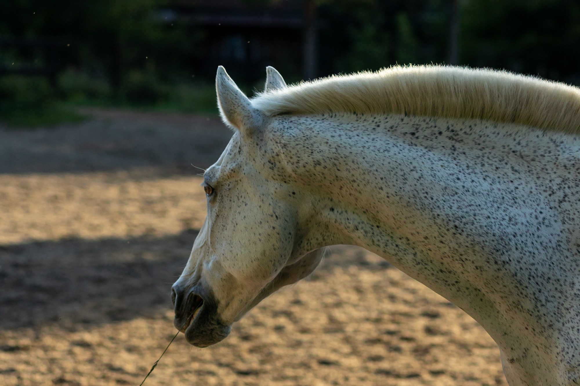 Семейная фотосессия в конном клубе. Фотограф в Оренбурге. Профессиональный фотограф