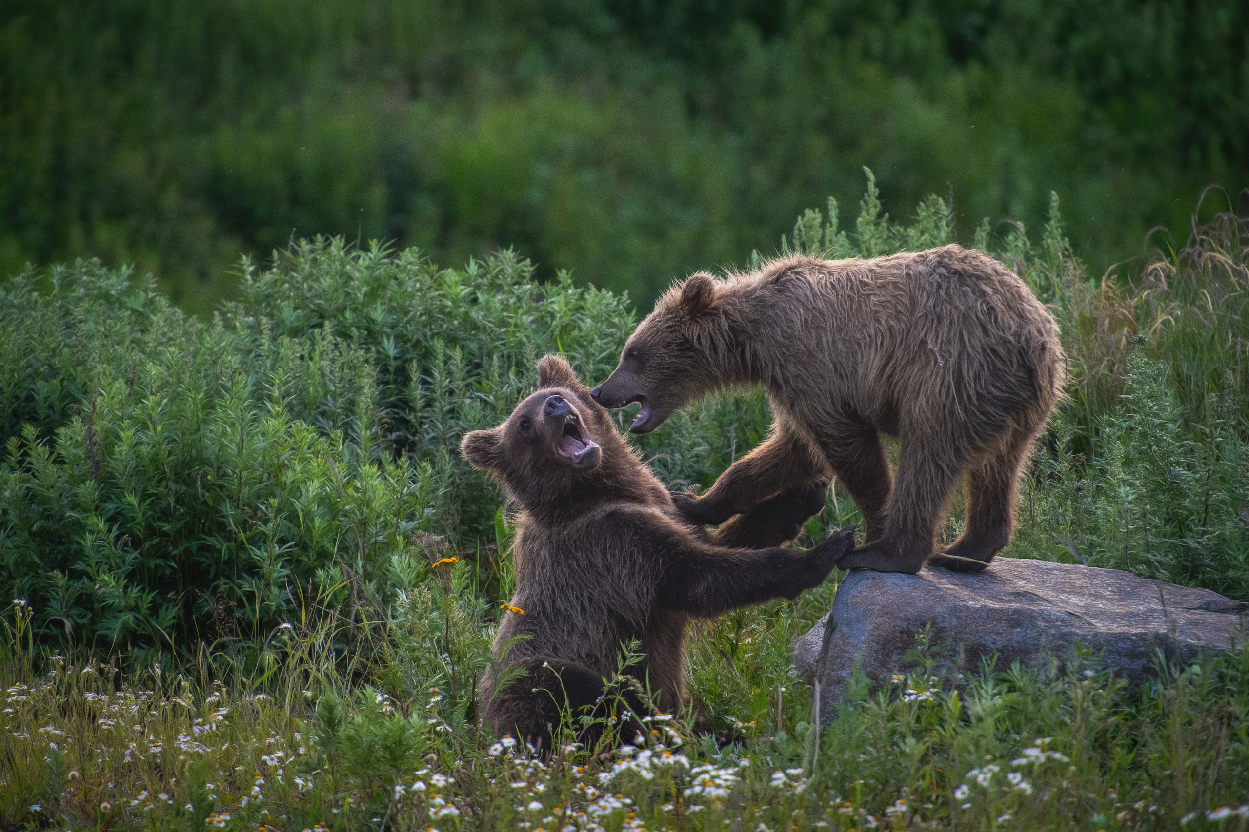 Камчатка. Фотограф в Санкт-Петербурге Вихтинский Николай