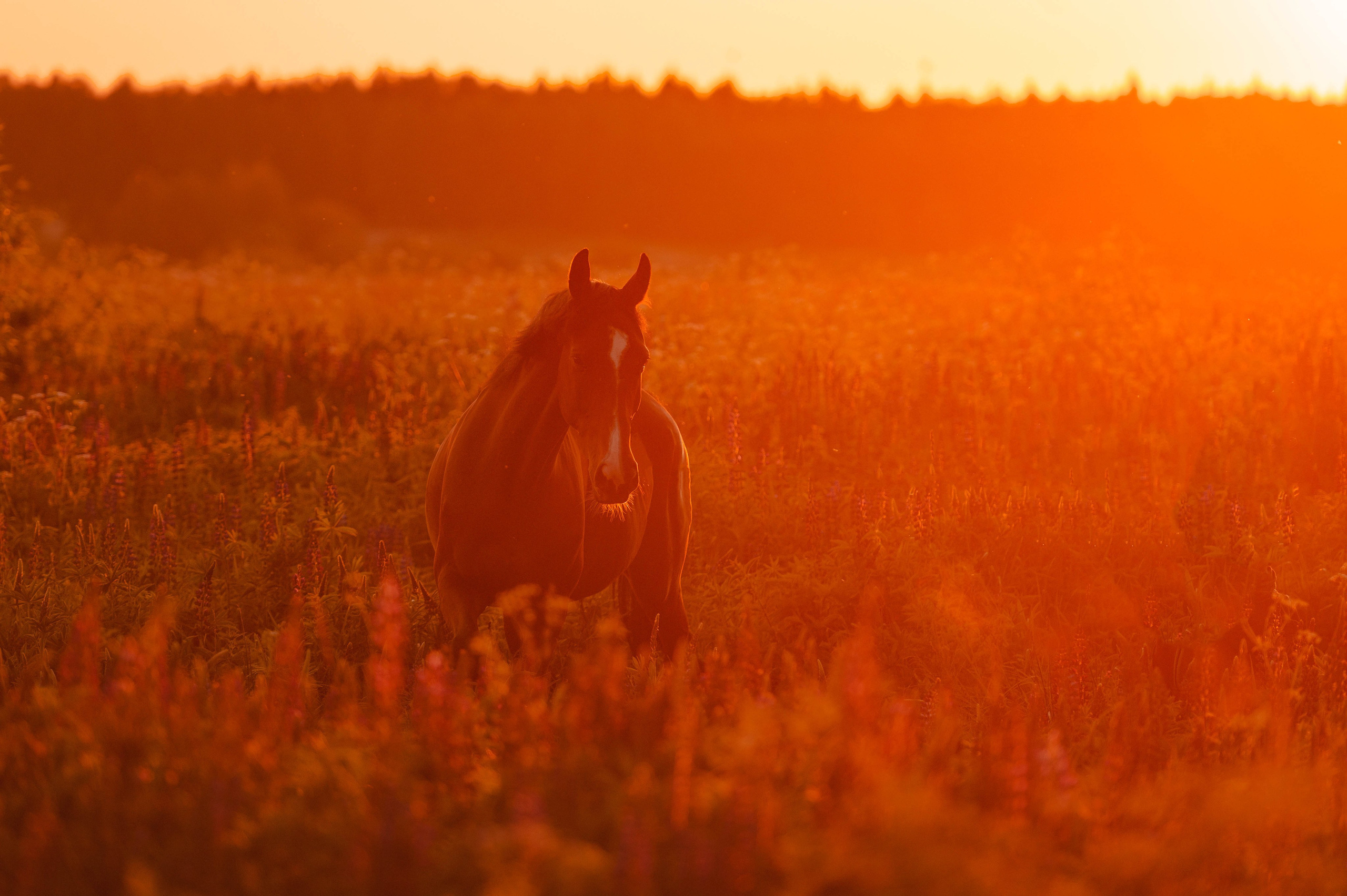 Кайхо и Ксения. Фотограф-анималист