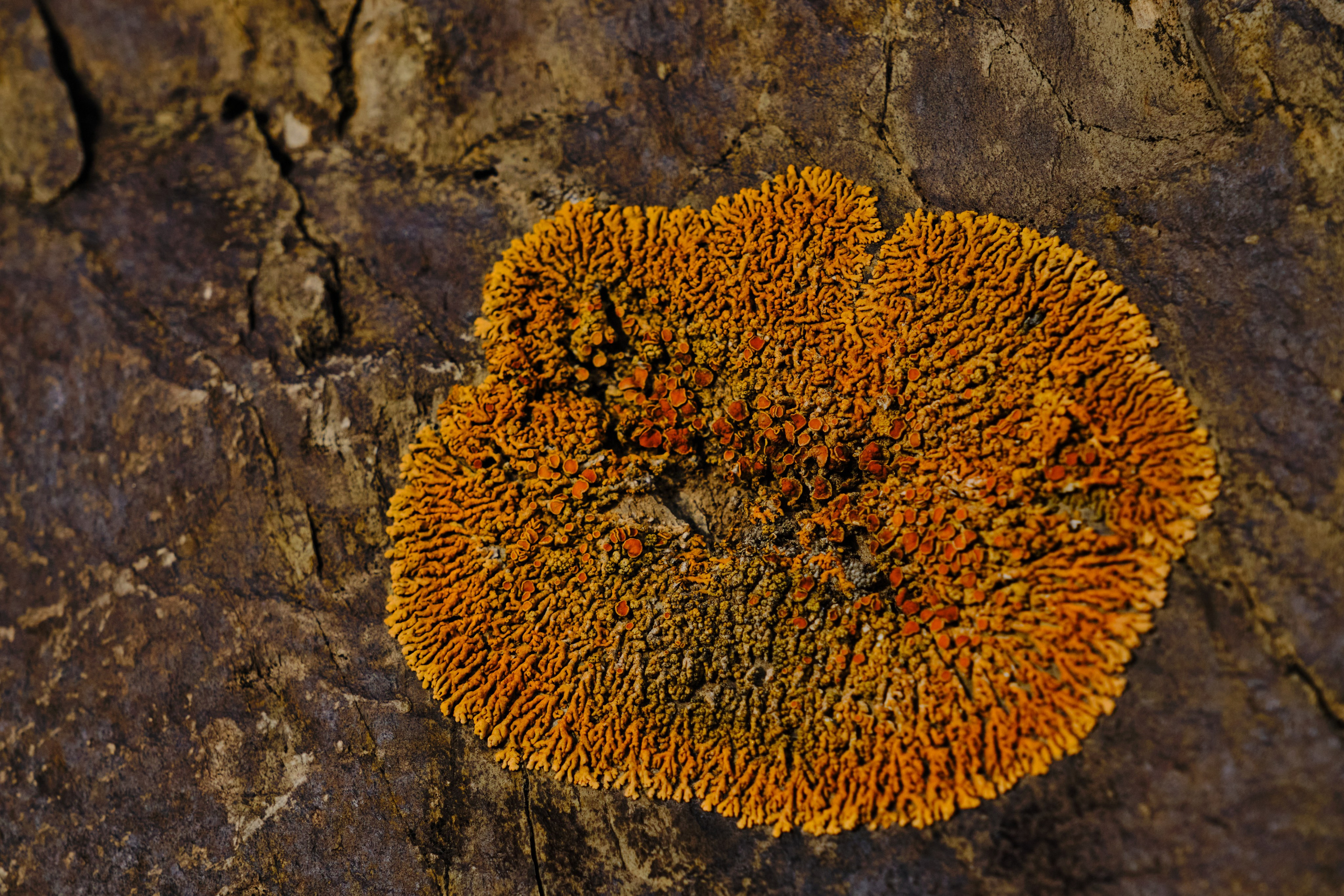 Алтай в ожидании лета. Shaltay Gallery