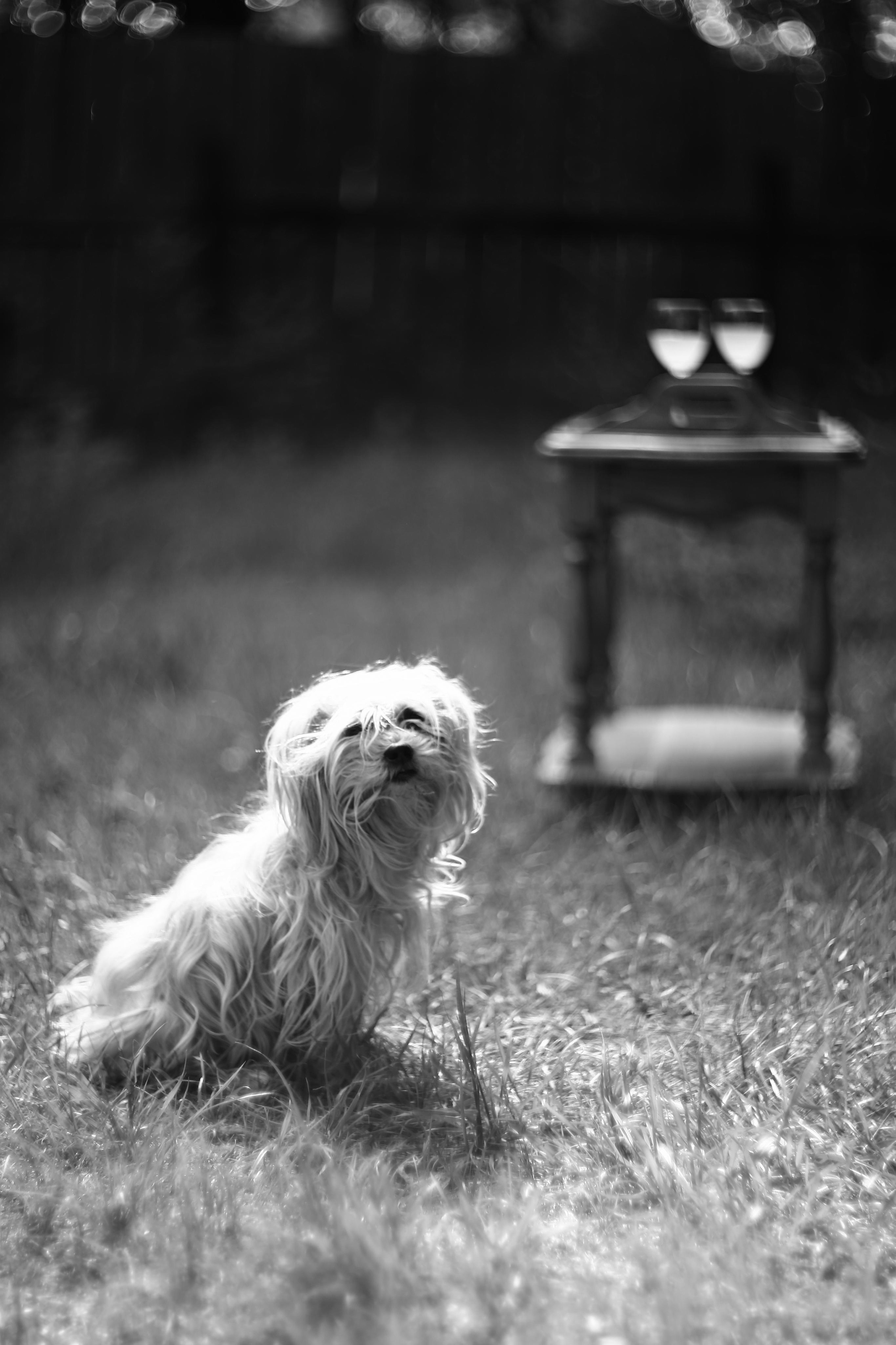 собачка грустит она сидит и смотри в камеру вокруг много зеленой травы