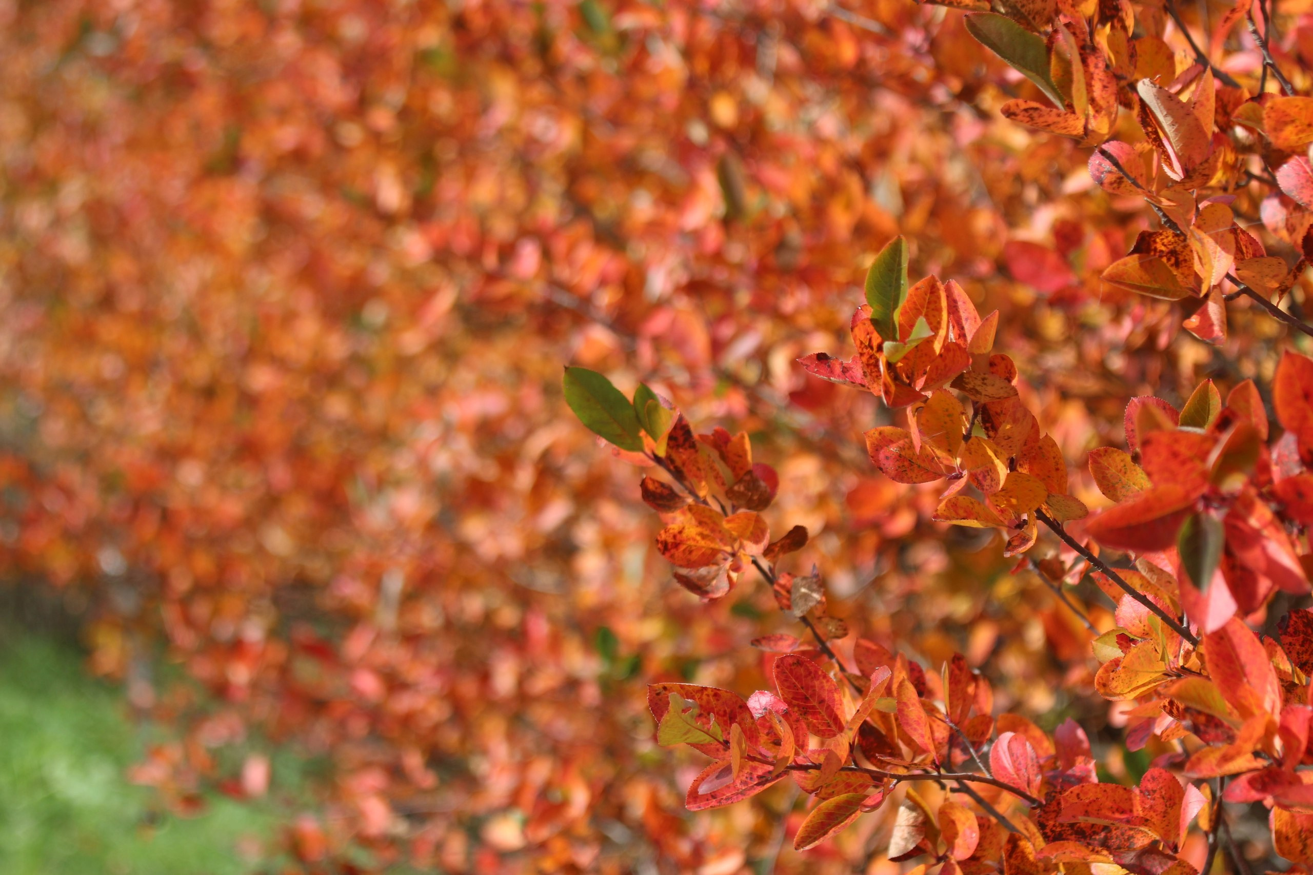 Самолеты и планеры | 02.10.2016. Галерея Фантим