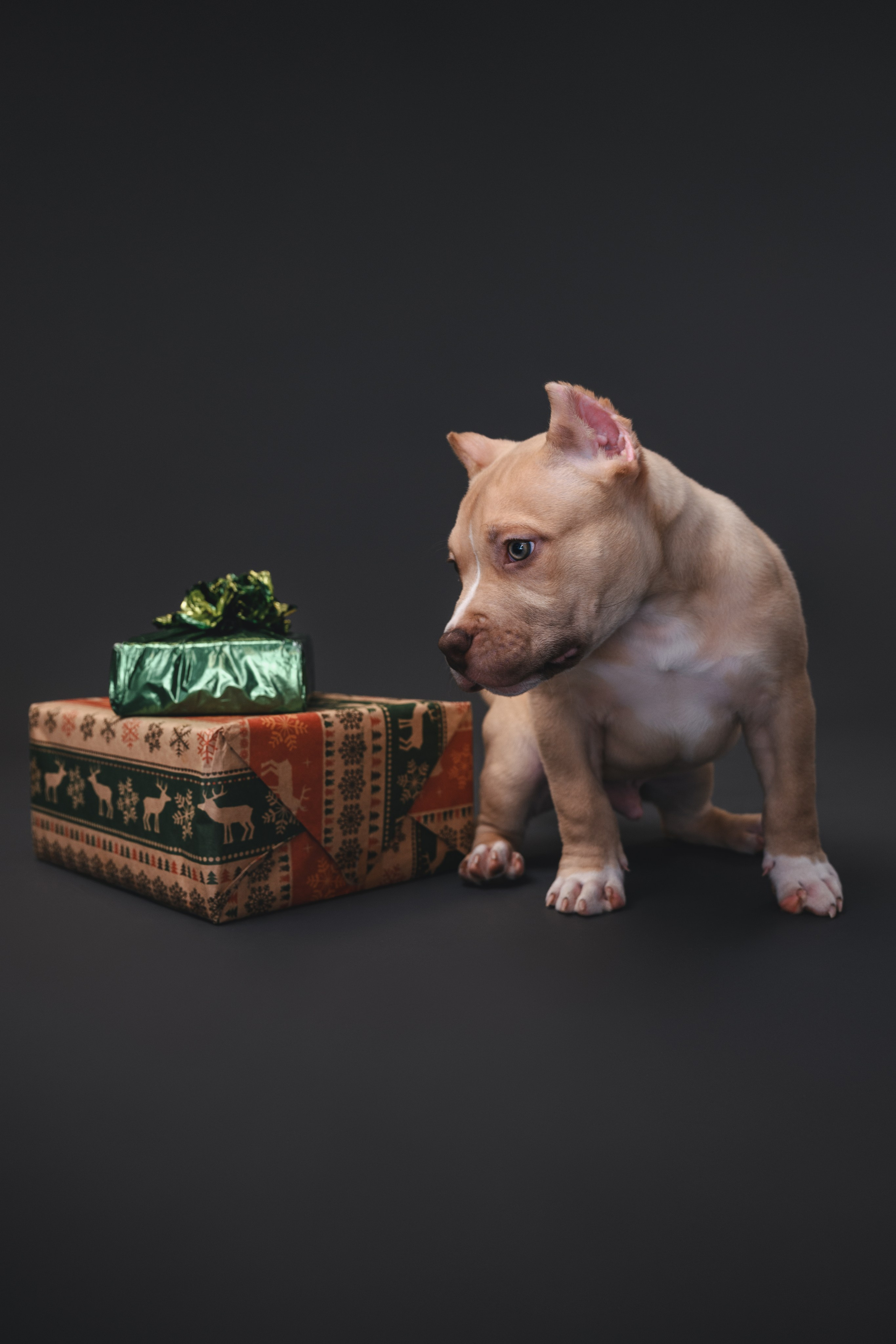 Булли. Фотограф Анималист в Москве Анастасия Жучкова