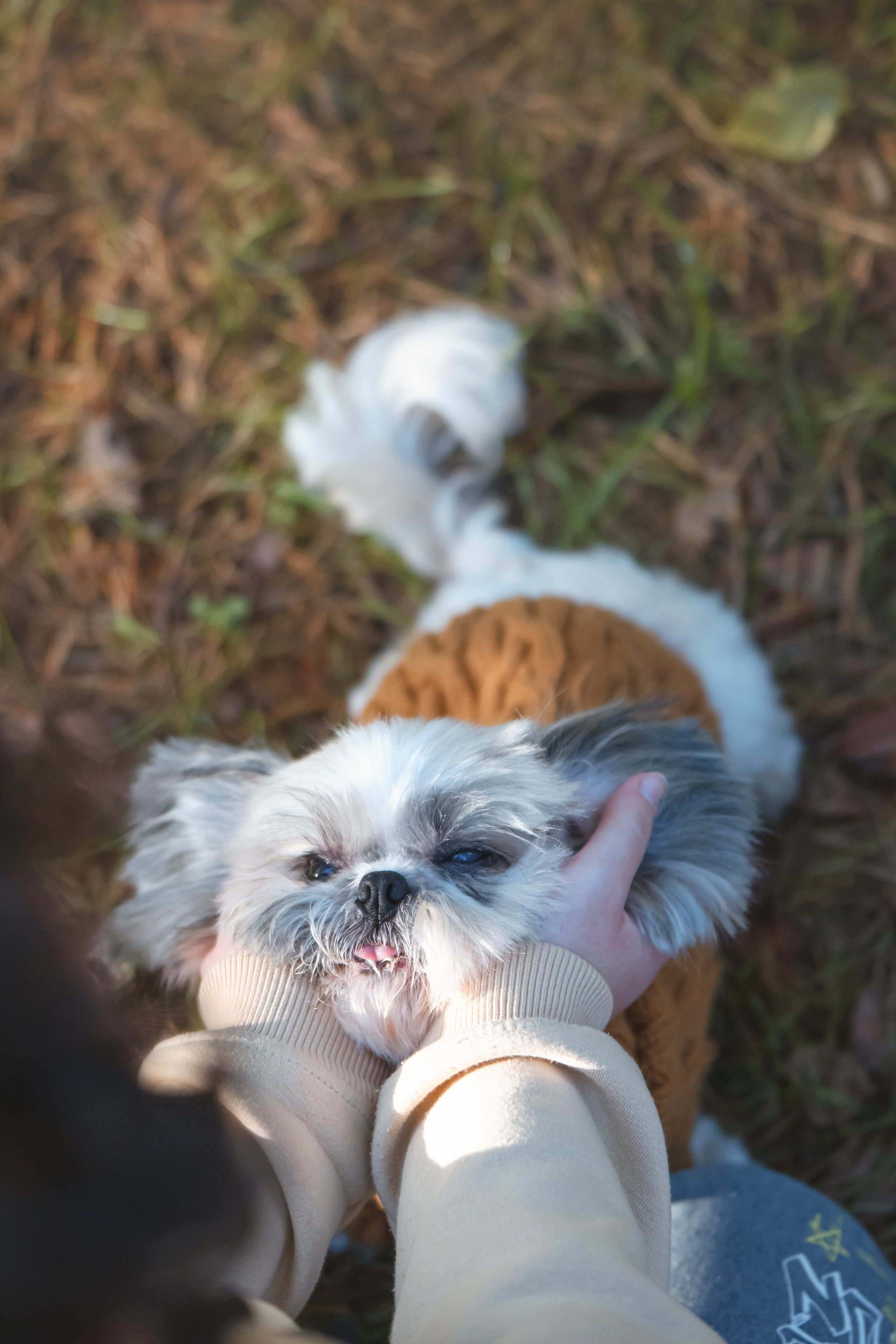 Ирина и Винни. Фотограф Анималист в Москве Анастасия Жучкова