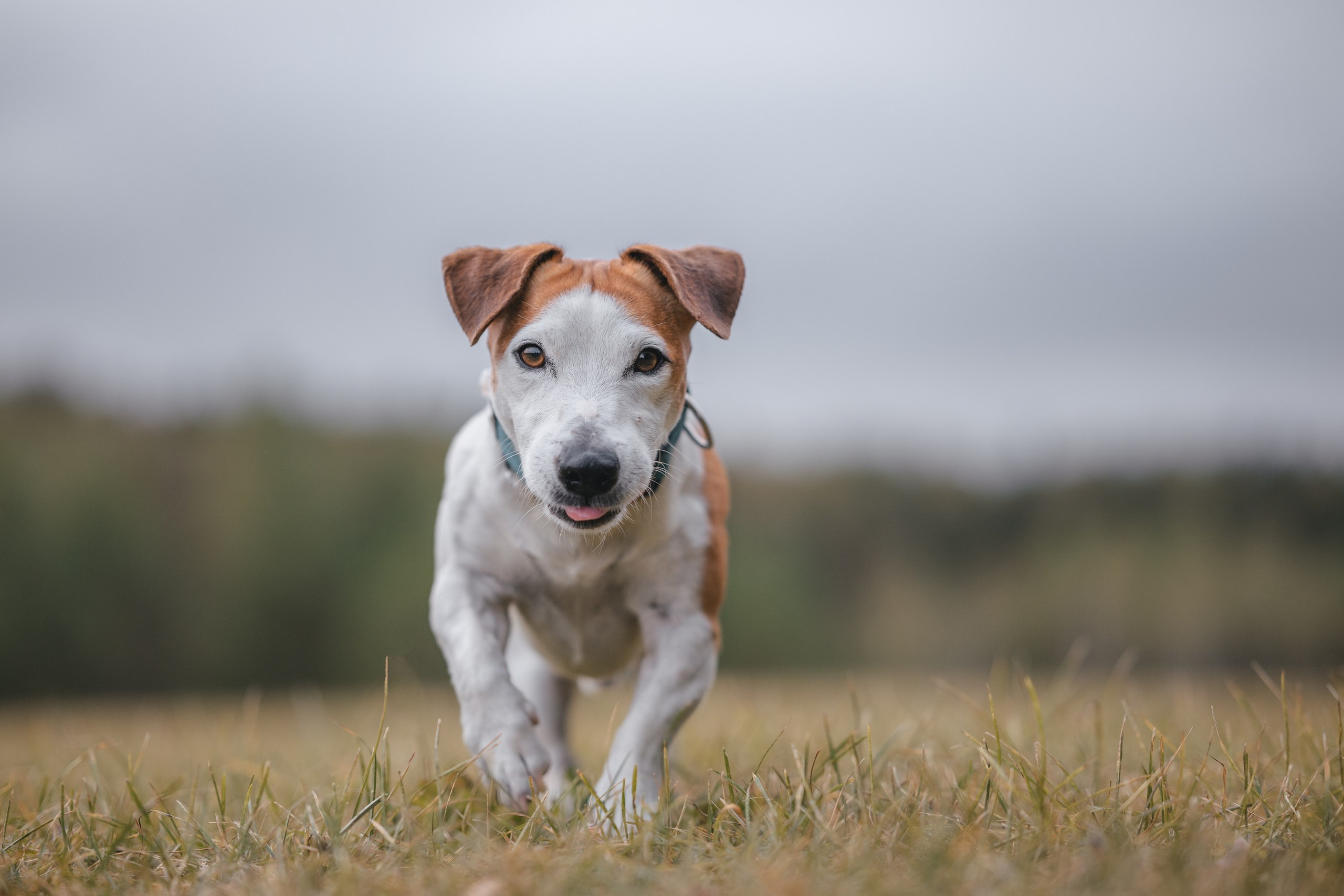 Юлиана и Риф. Фотограф Анималист в Москве Анастасия Жучкова