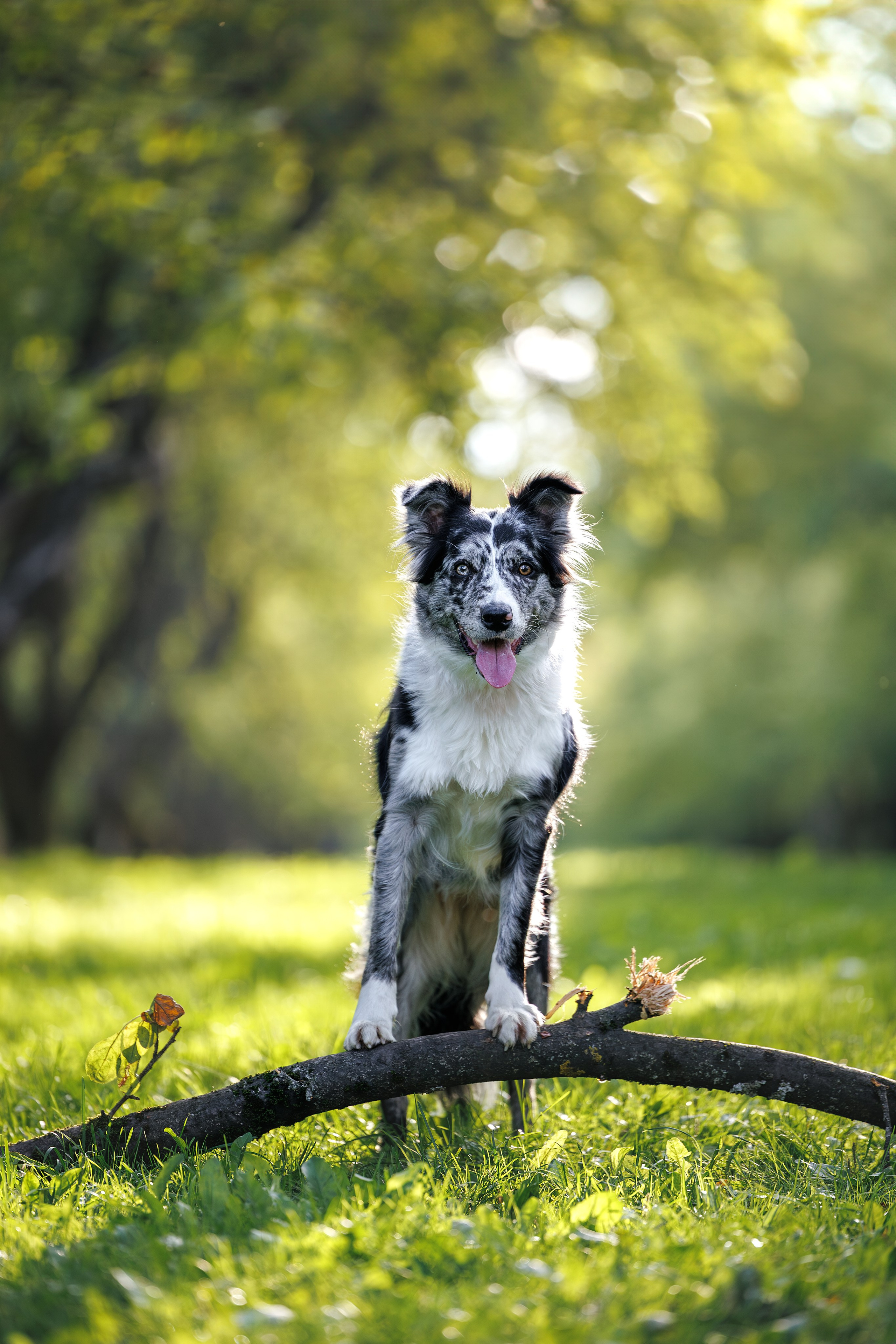 Бордер Колли. Фотограф Анималист в Москве Анастасия Жучкова