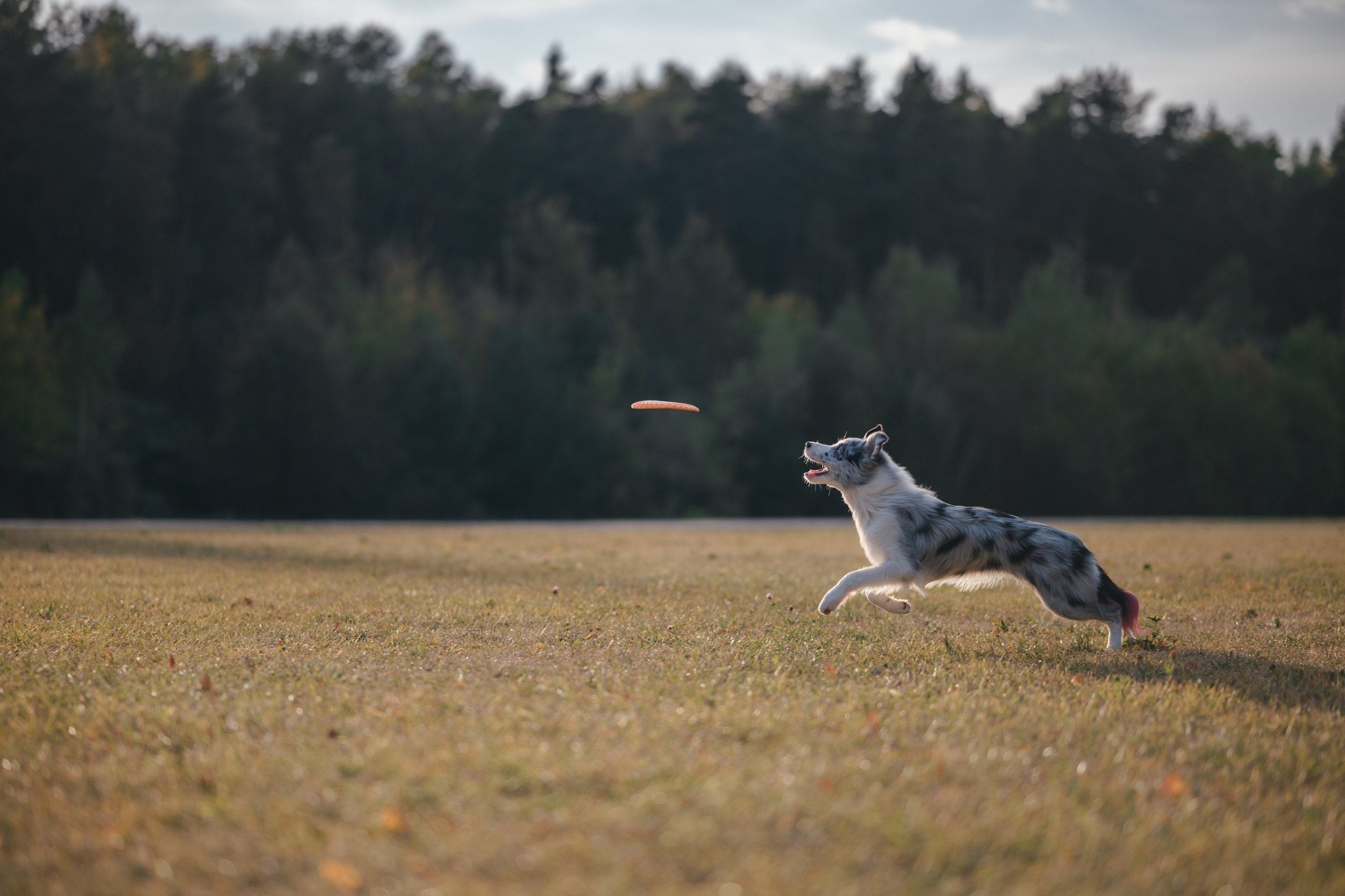 Бордерколли и фрисби. Фотограф Анималист в Москве Анастасия Жучкова